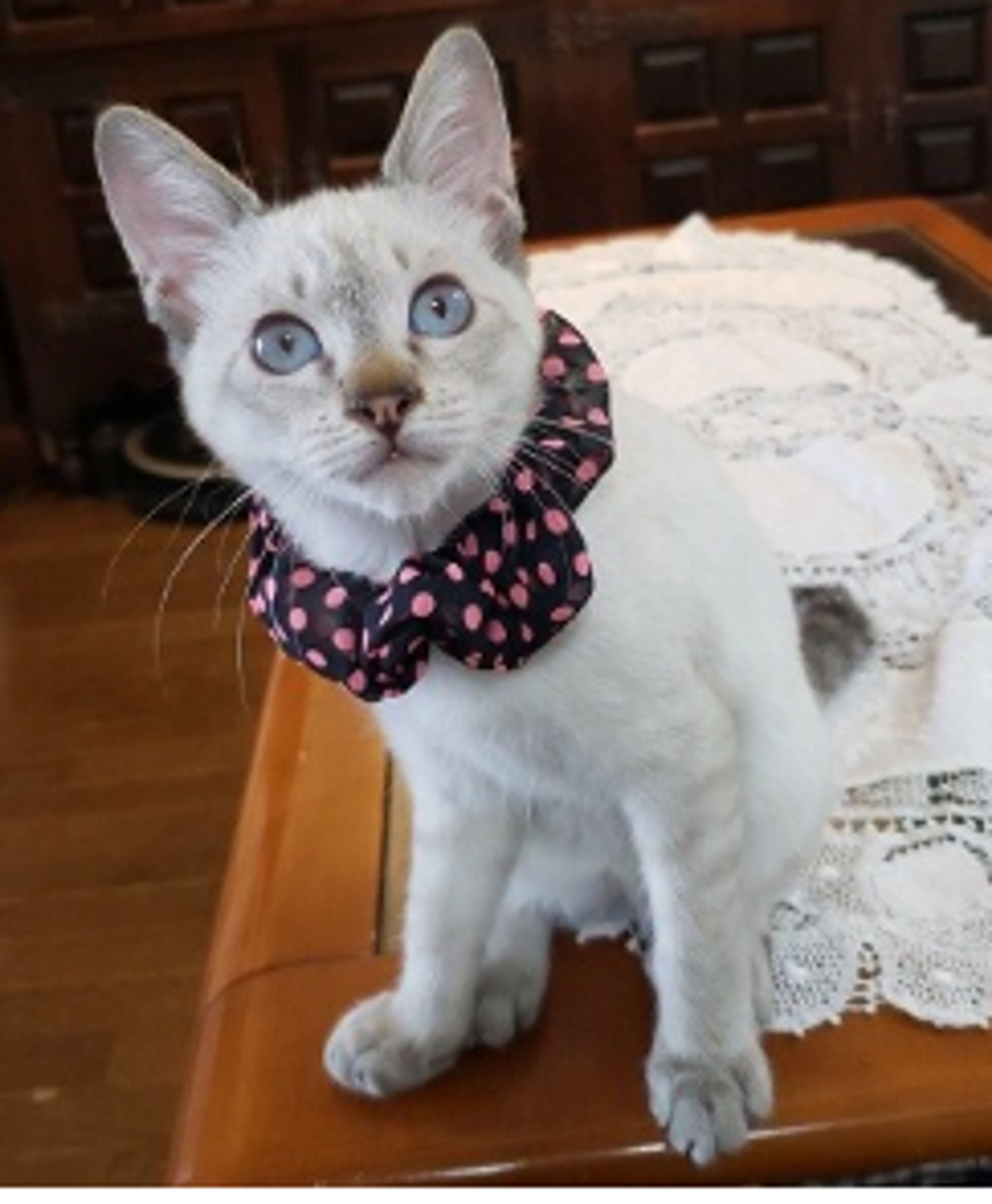 pet-image-5