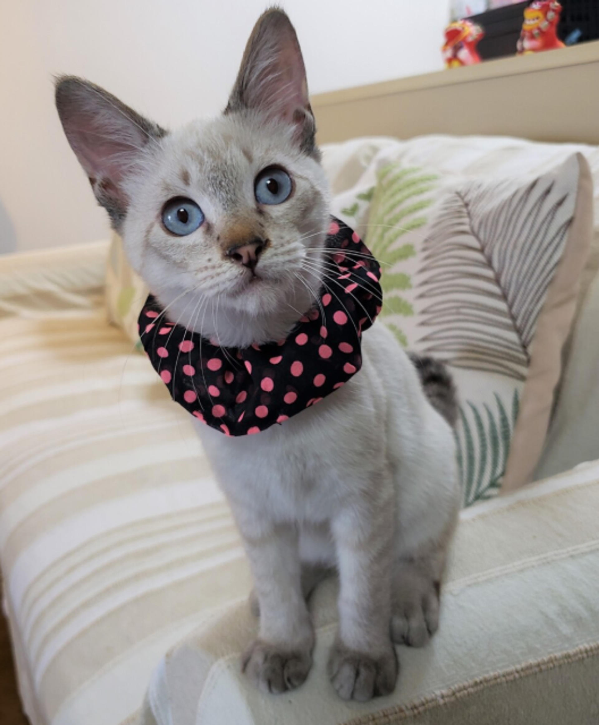 pet-image-6