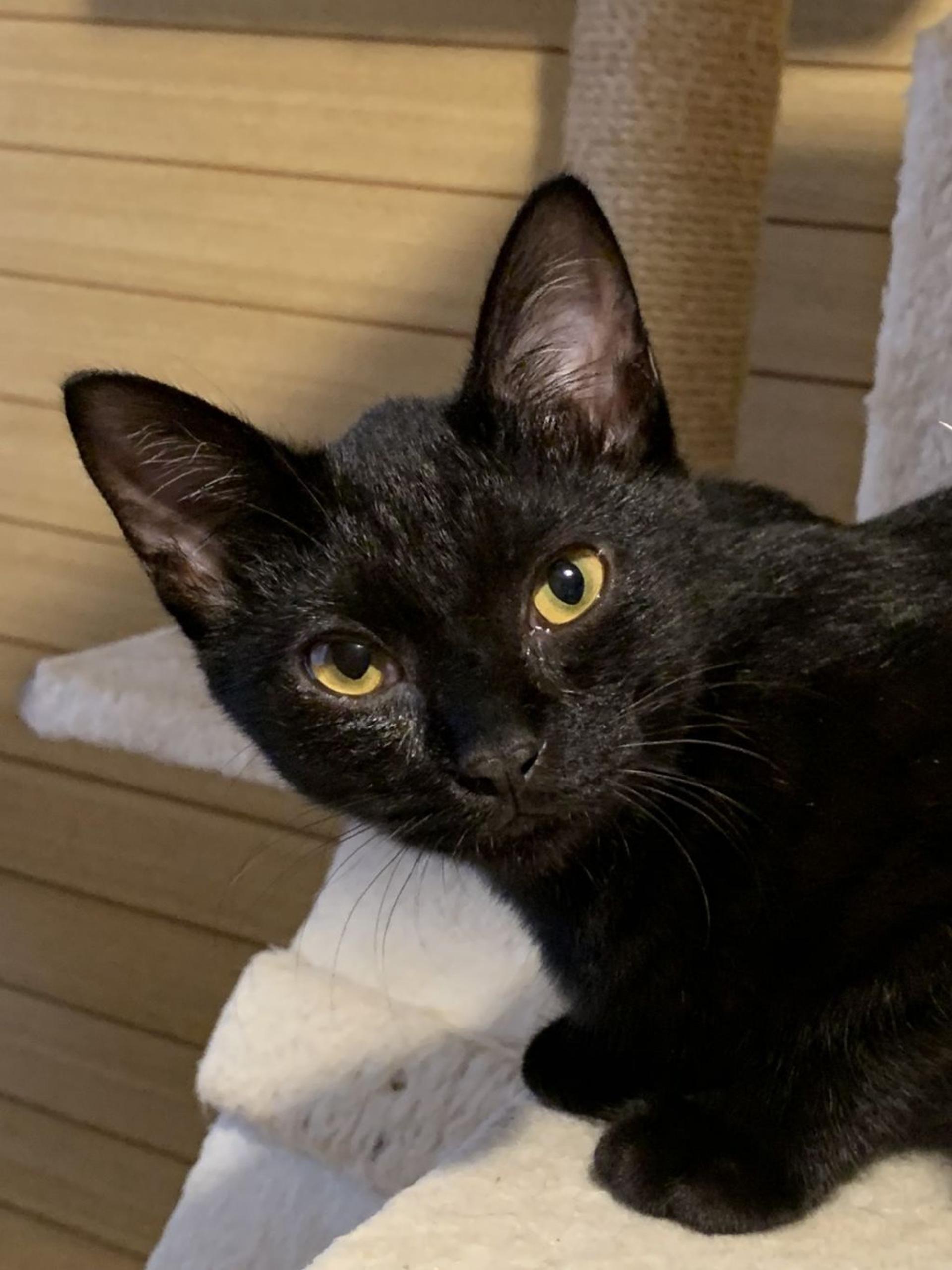 pet-image-3
