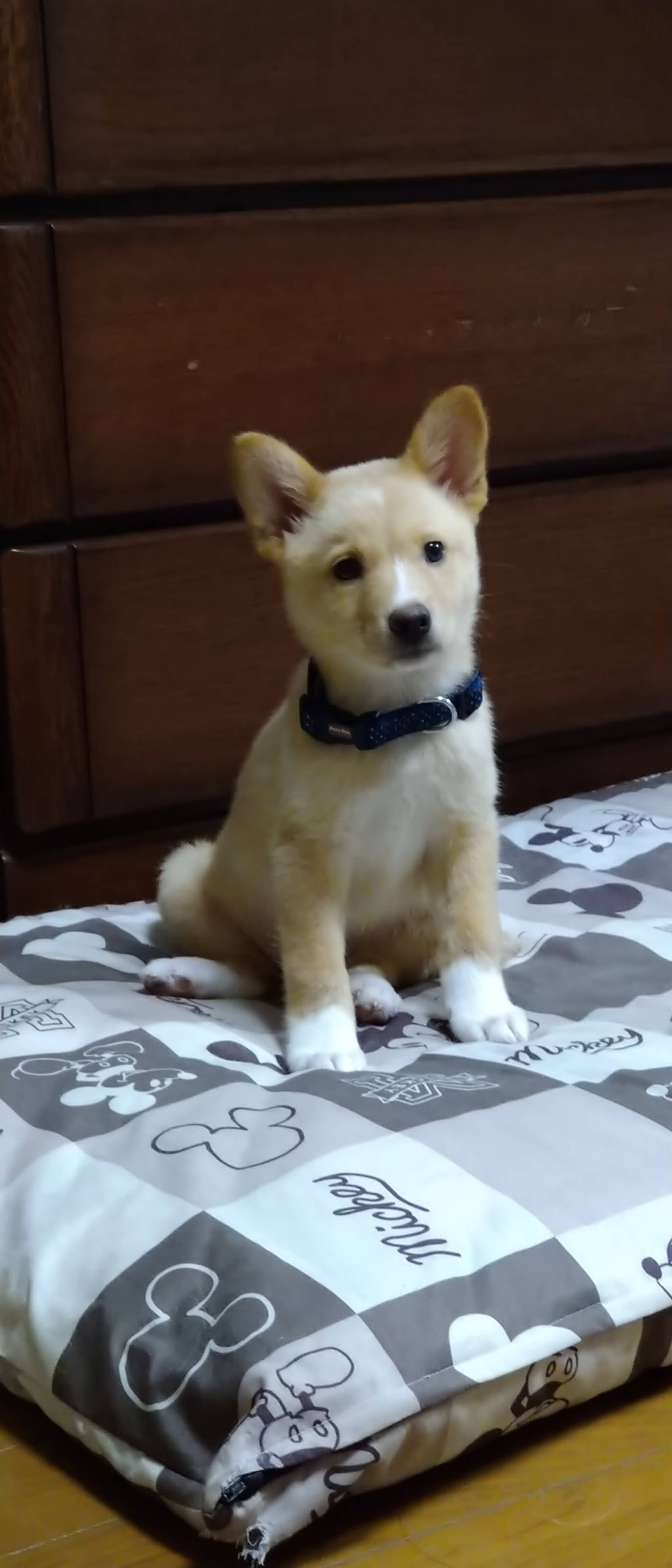 雑種（ミックス犬）・オスの里親募集の写真