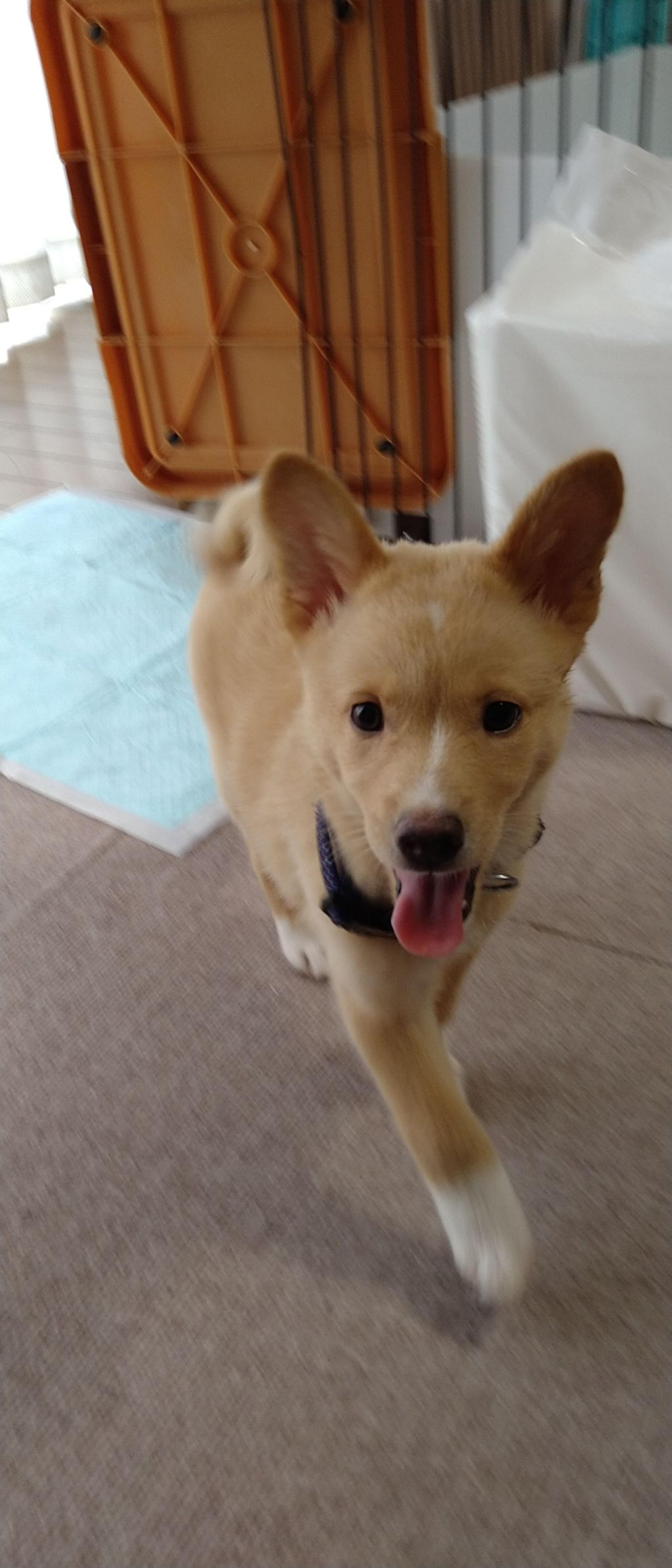 pet-image-2