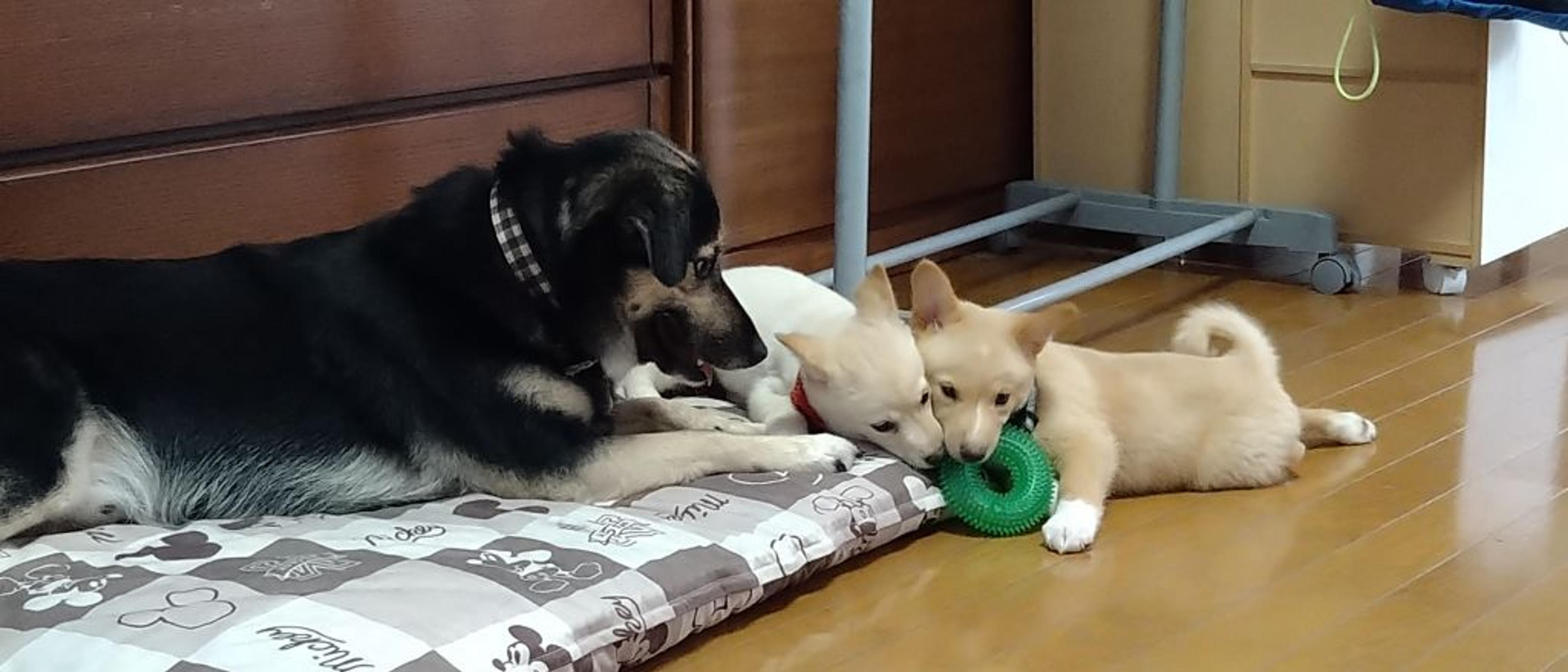 pet-image-3