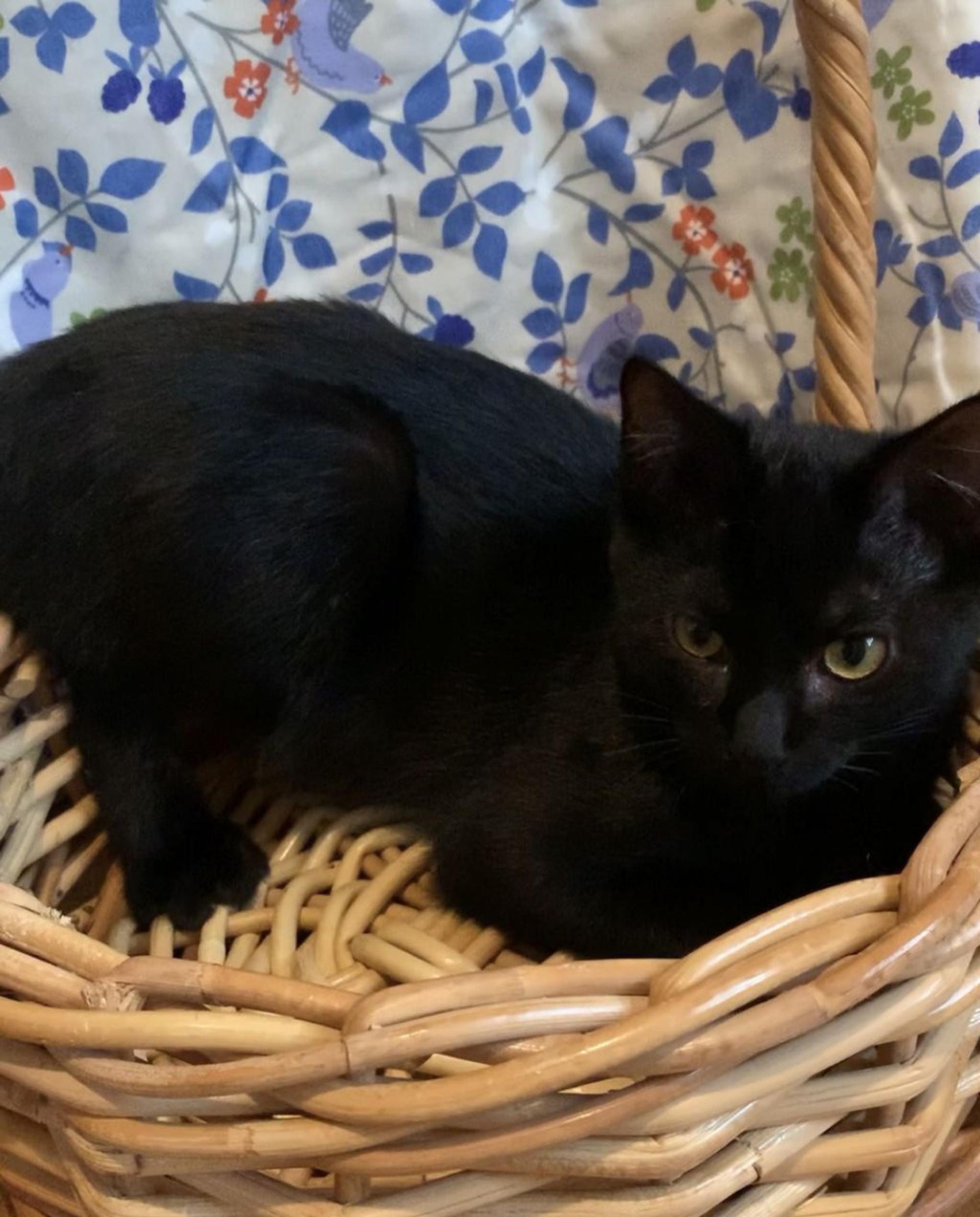 pet-image-2