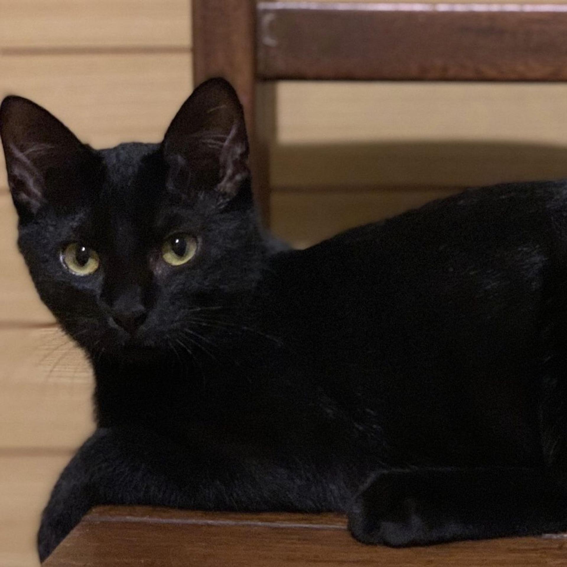 pet-image-5