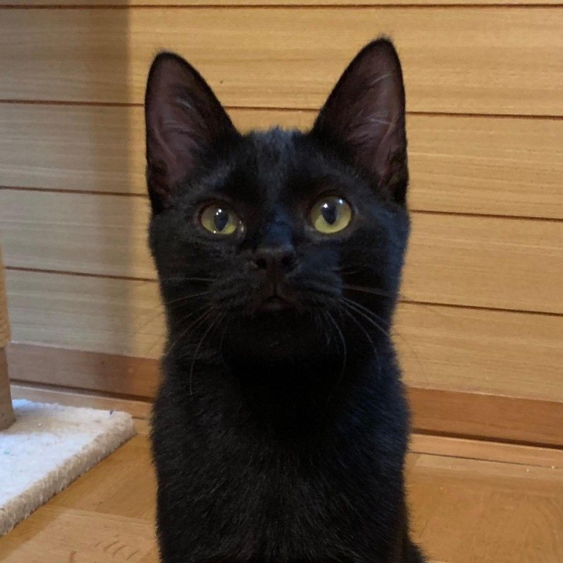 pet-image-3