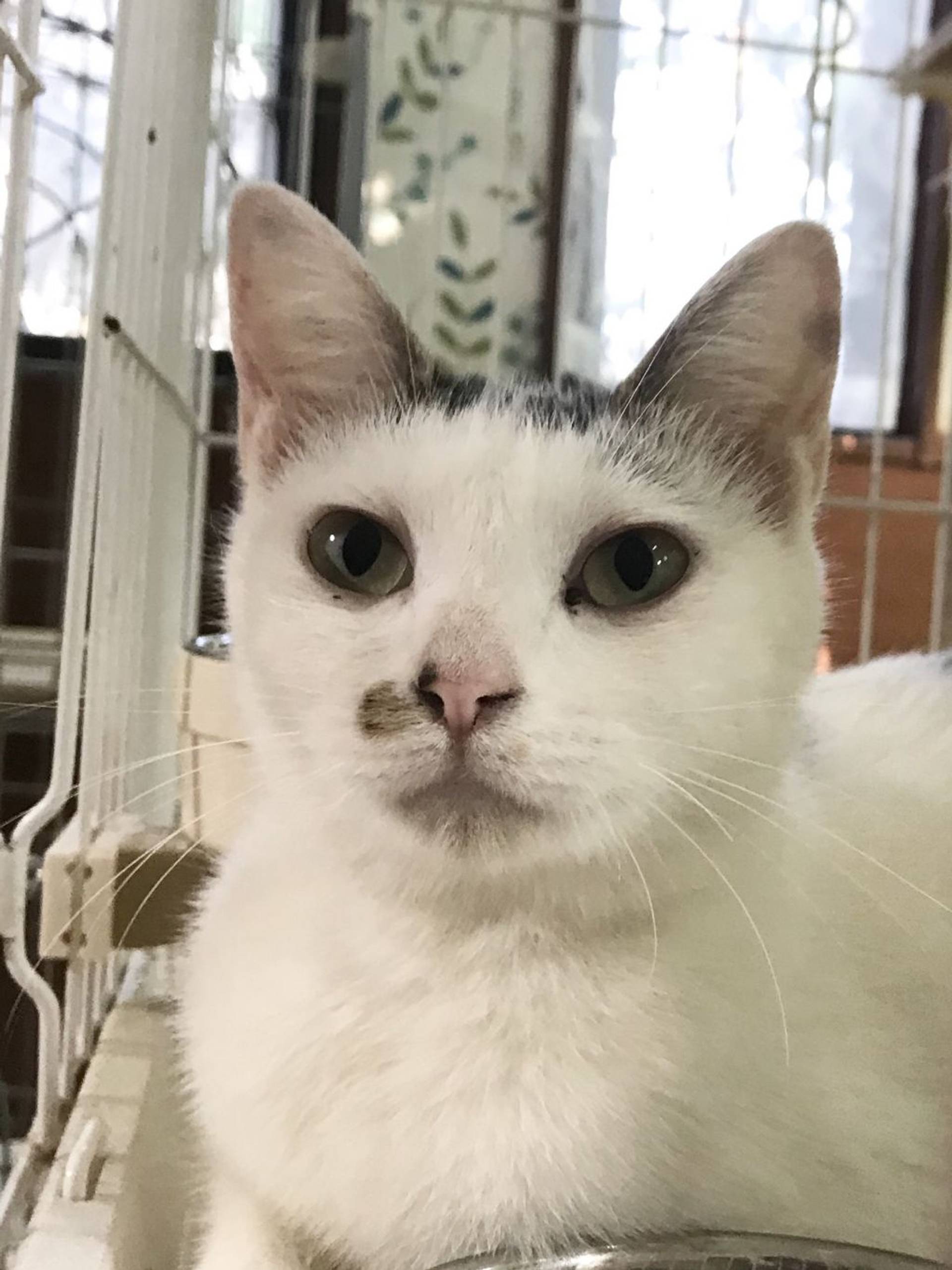 雑種（ミックス猫）・メスの里親募集の写真