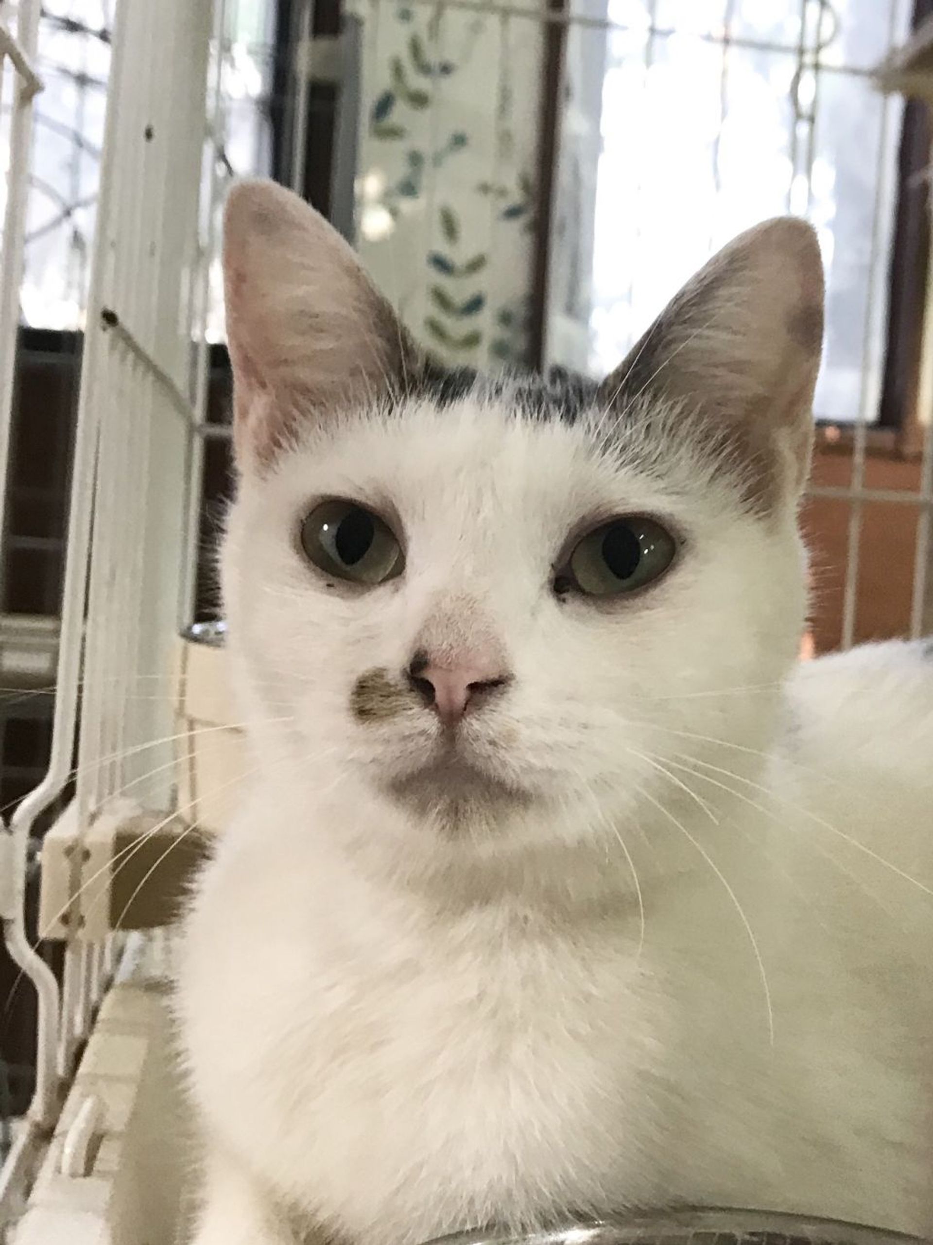 雑種（ミックス猫）・メスの里親募集の写真