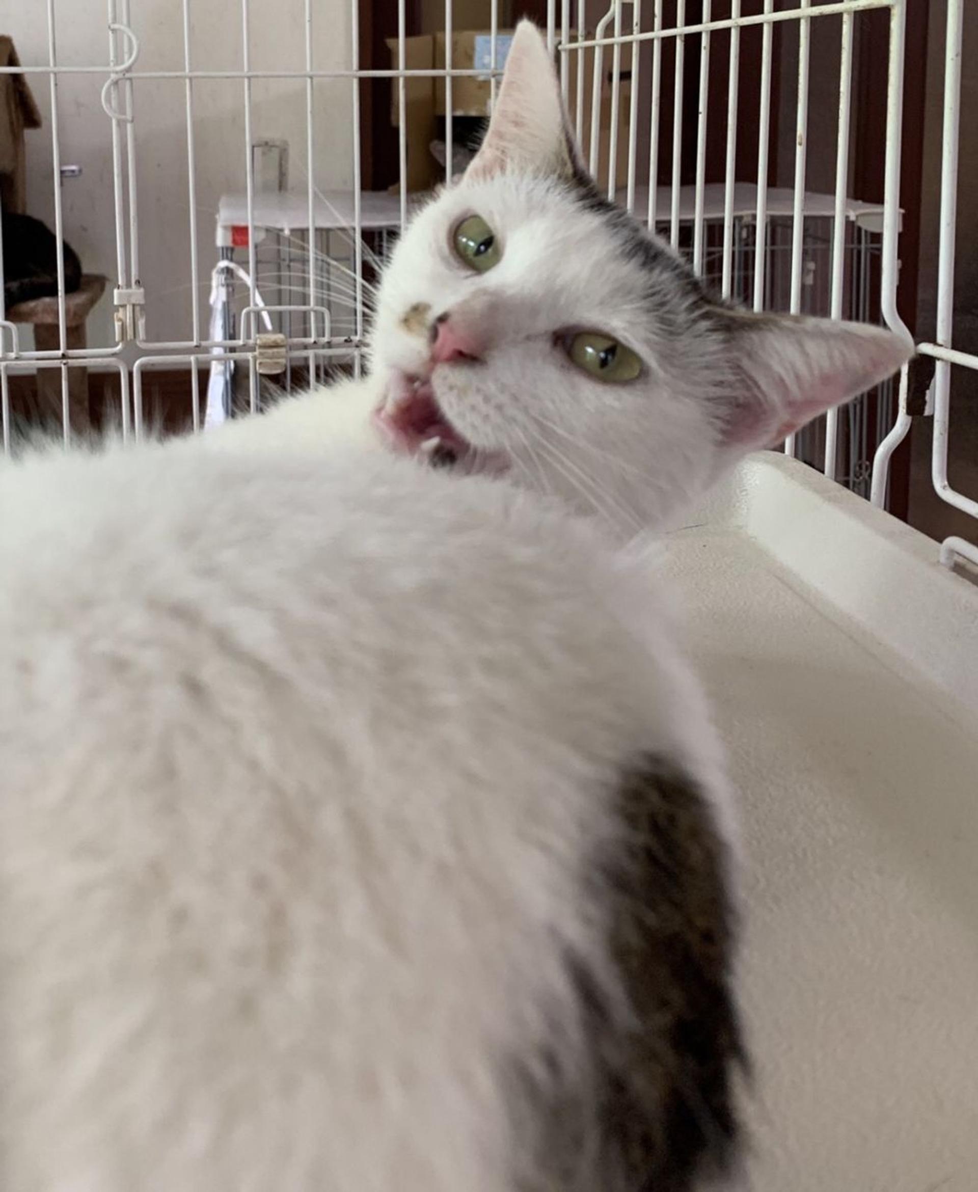 pet-image-2