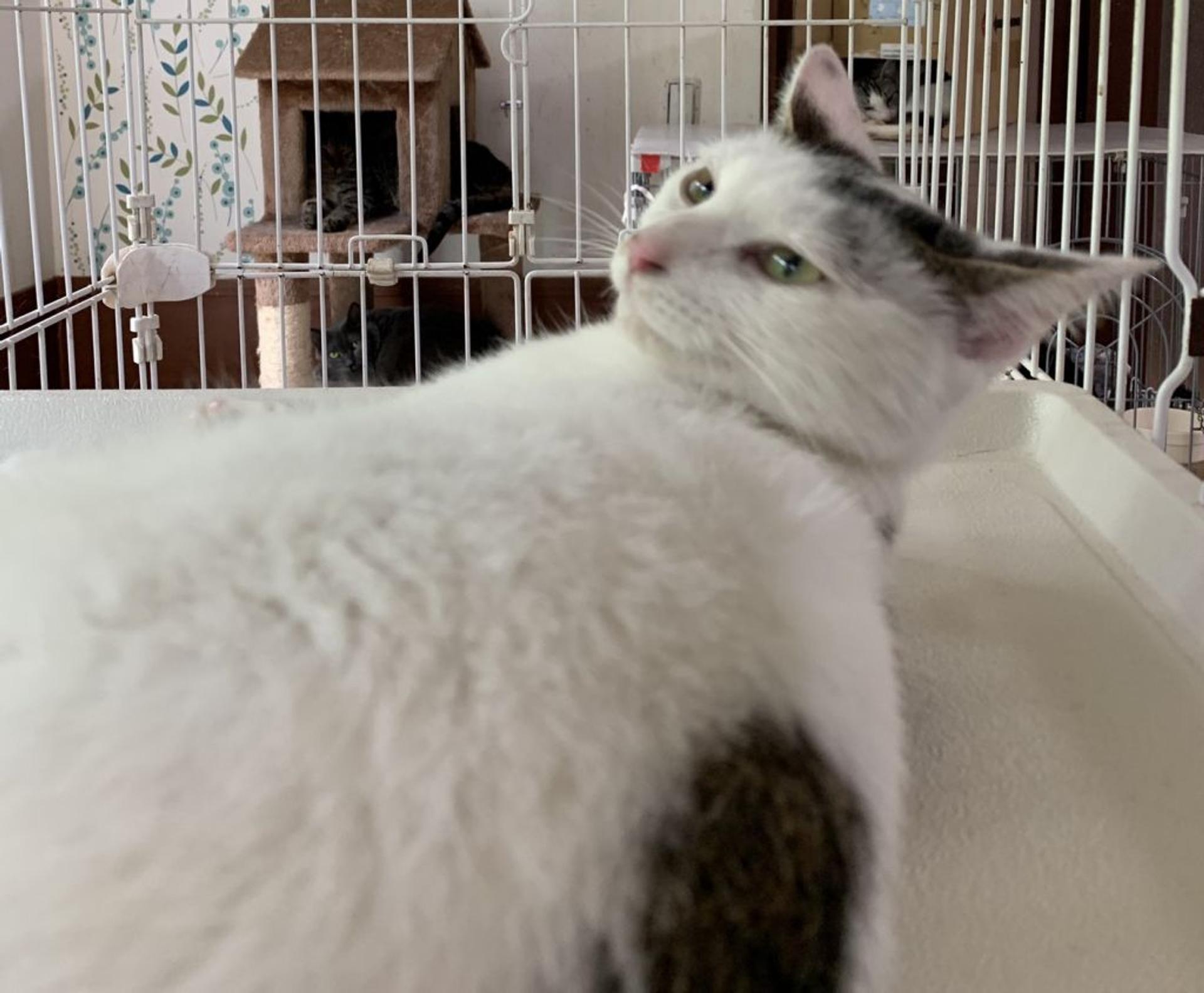 pet-image-3