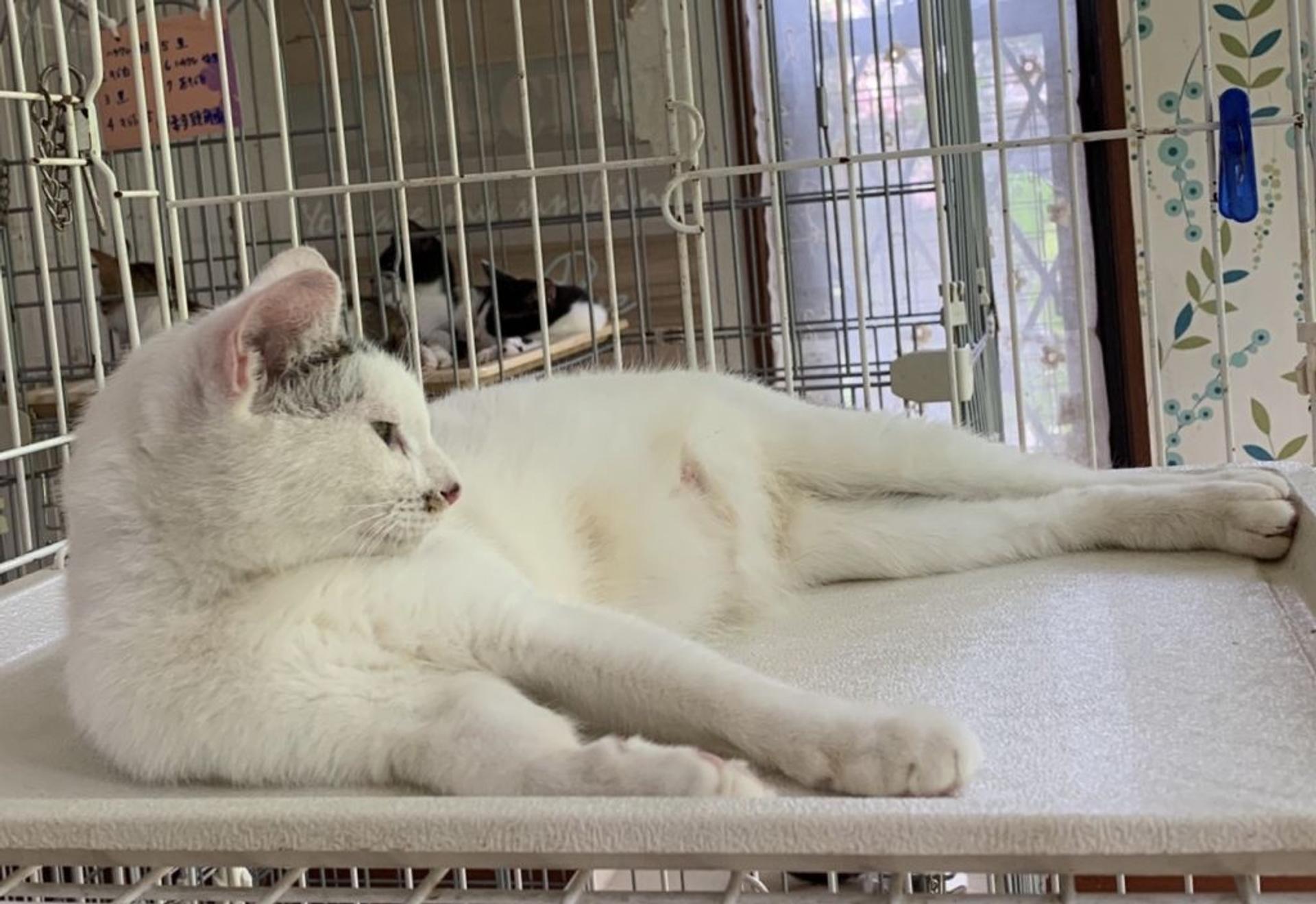 pet-image-4