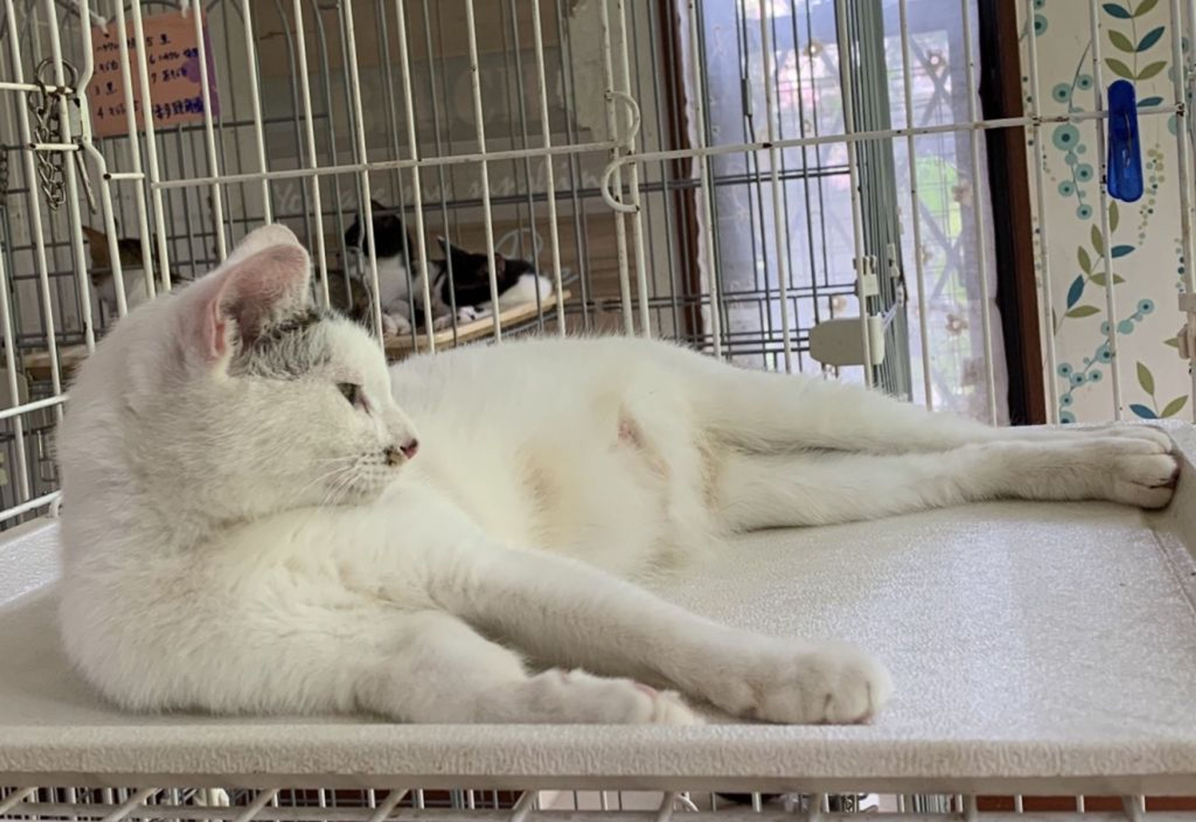 pet-image-4