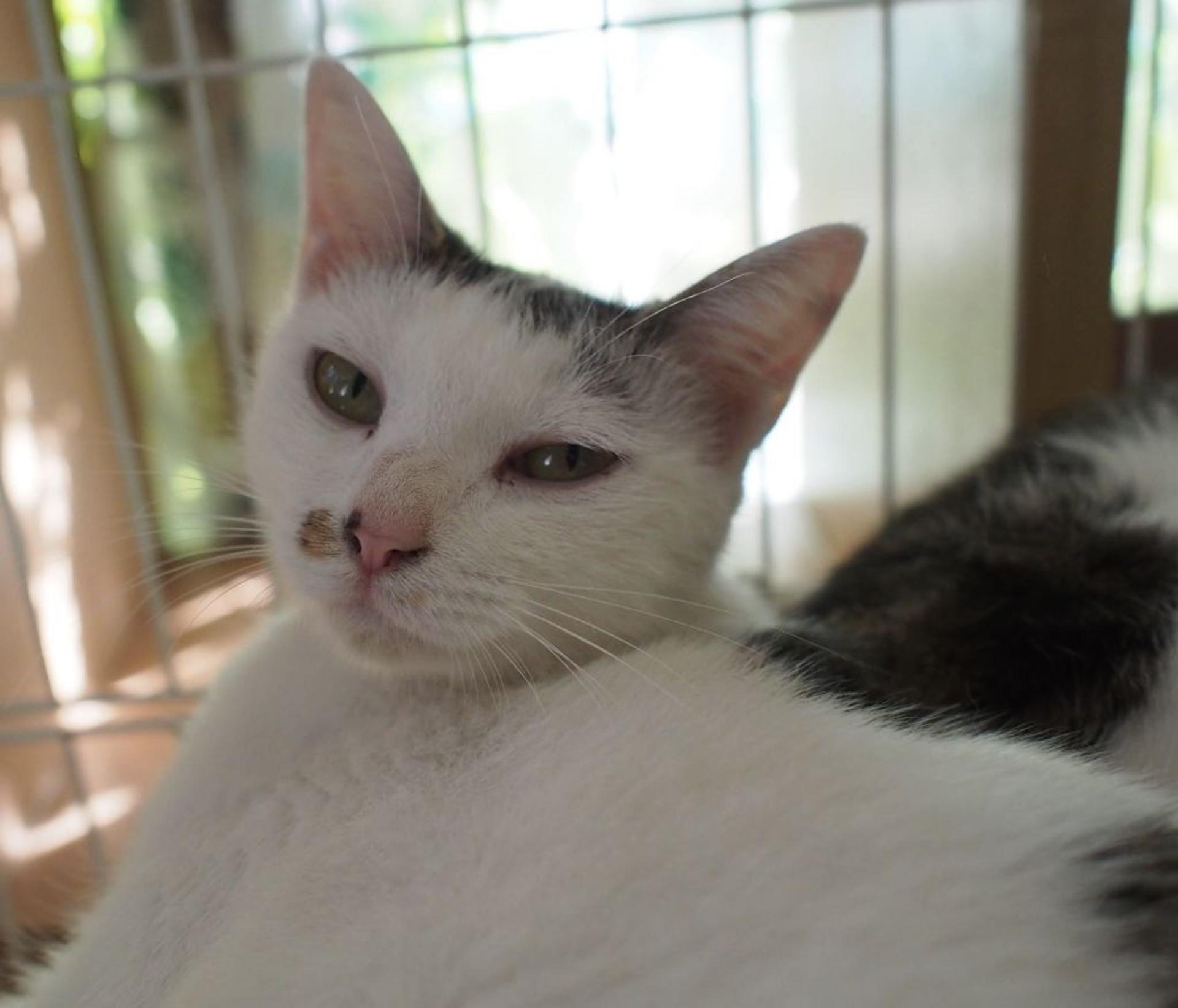 pet-image-5