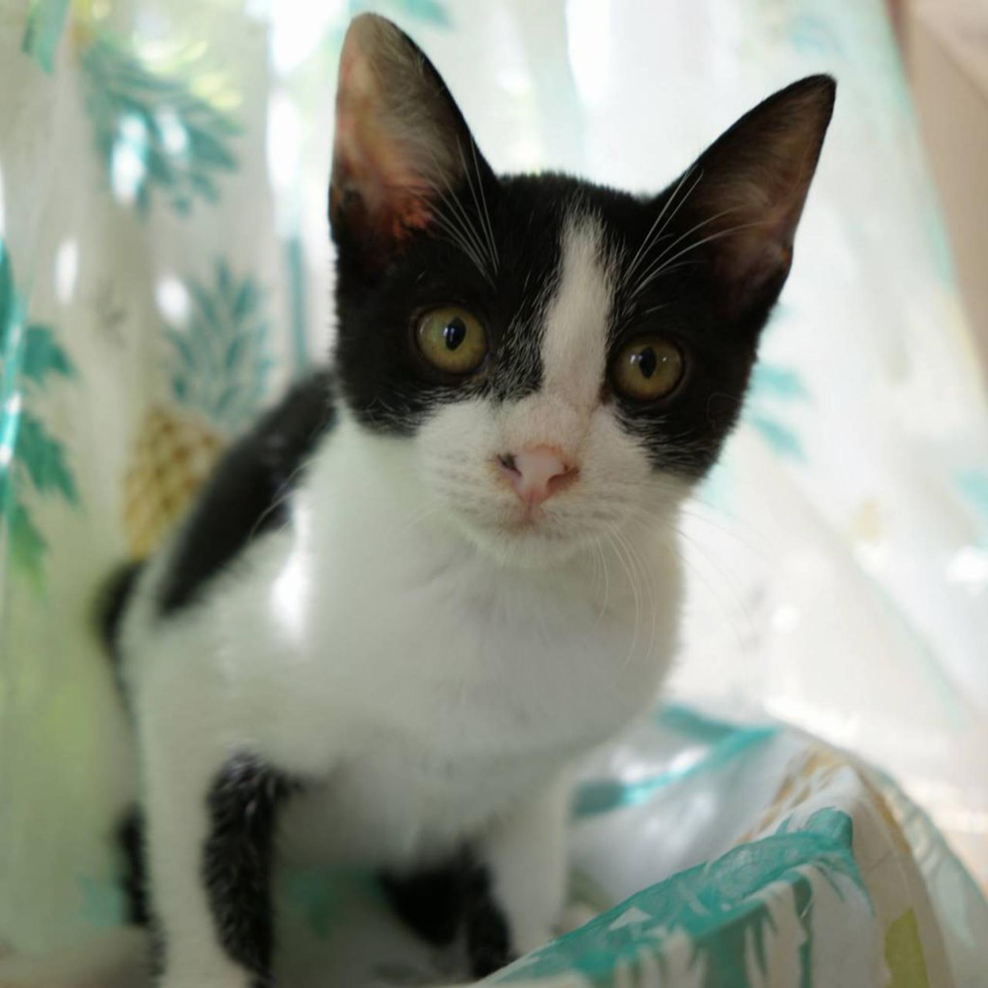 pet-image-4