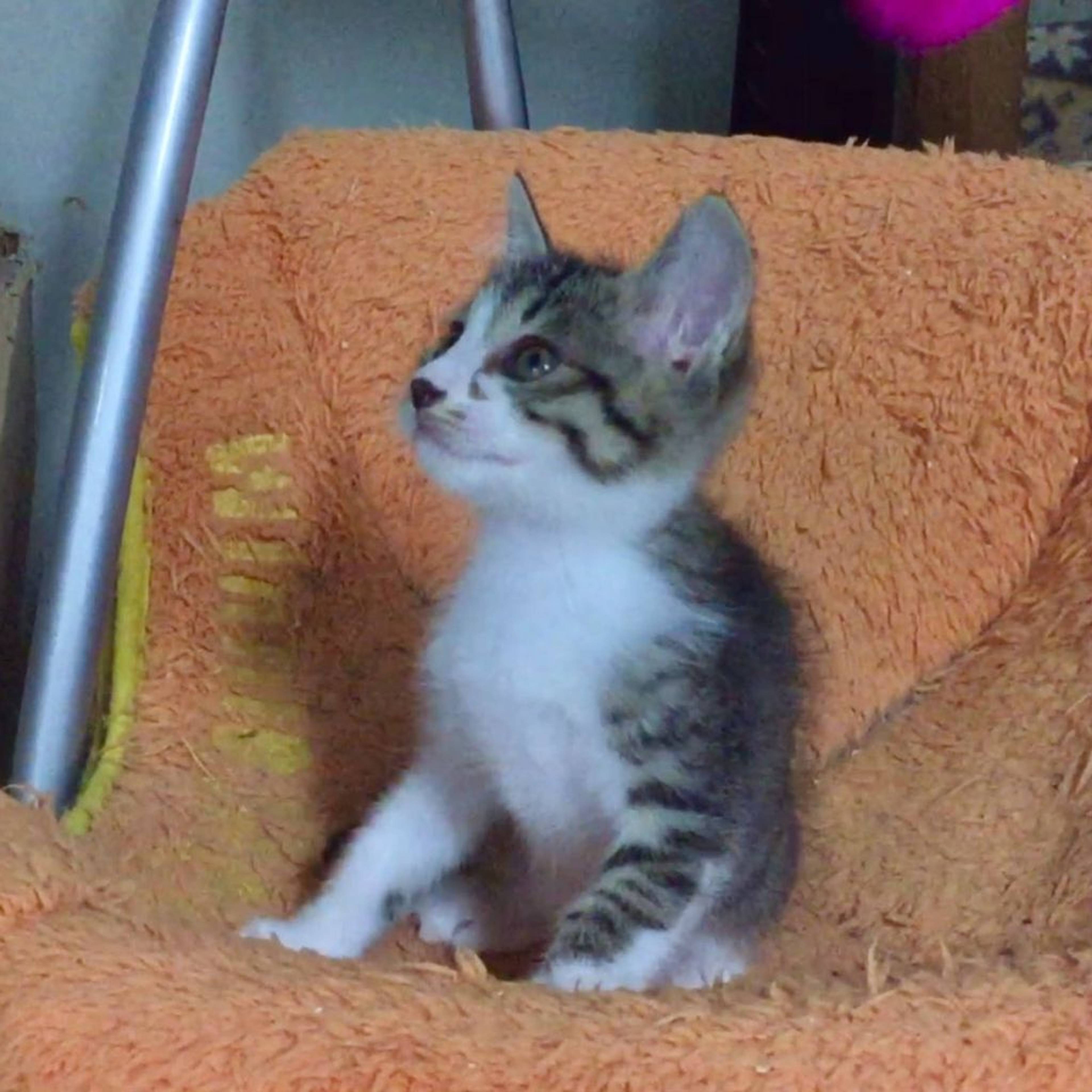 雑種（ミックス猫）・オスの里親募集の写真