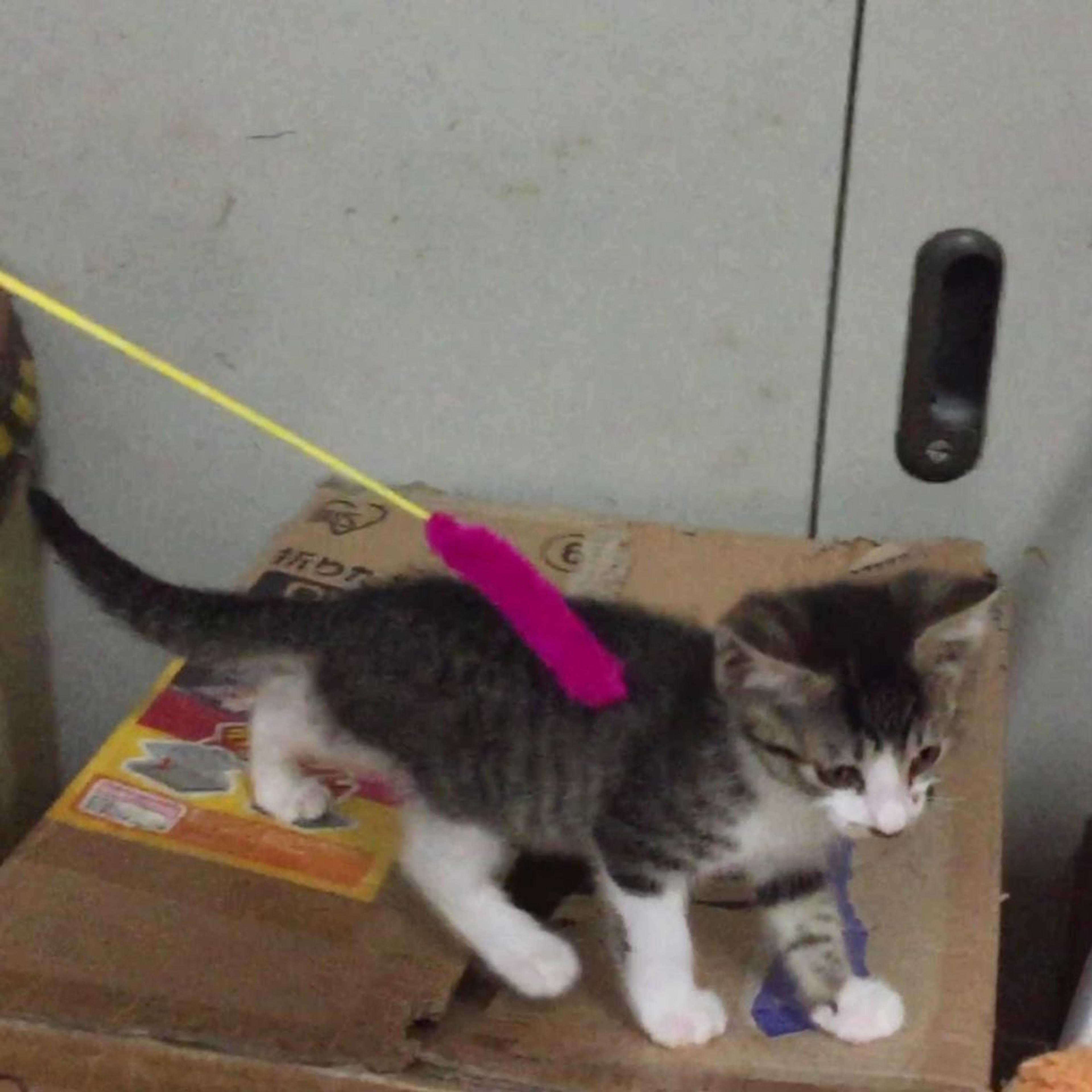 pet-image-2