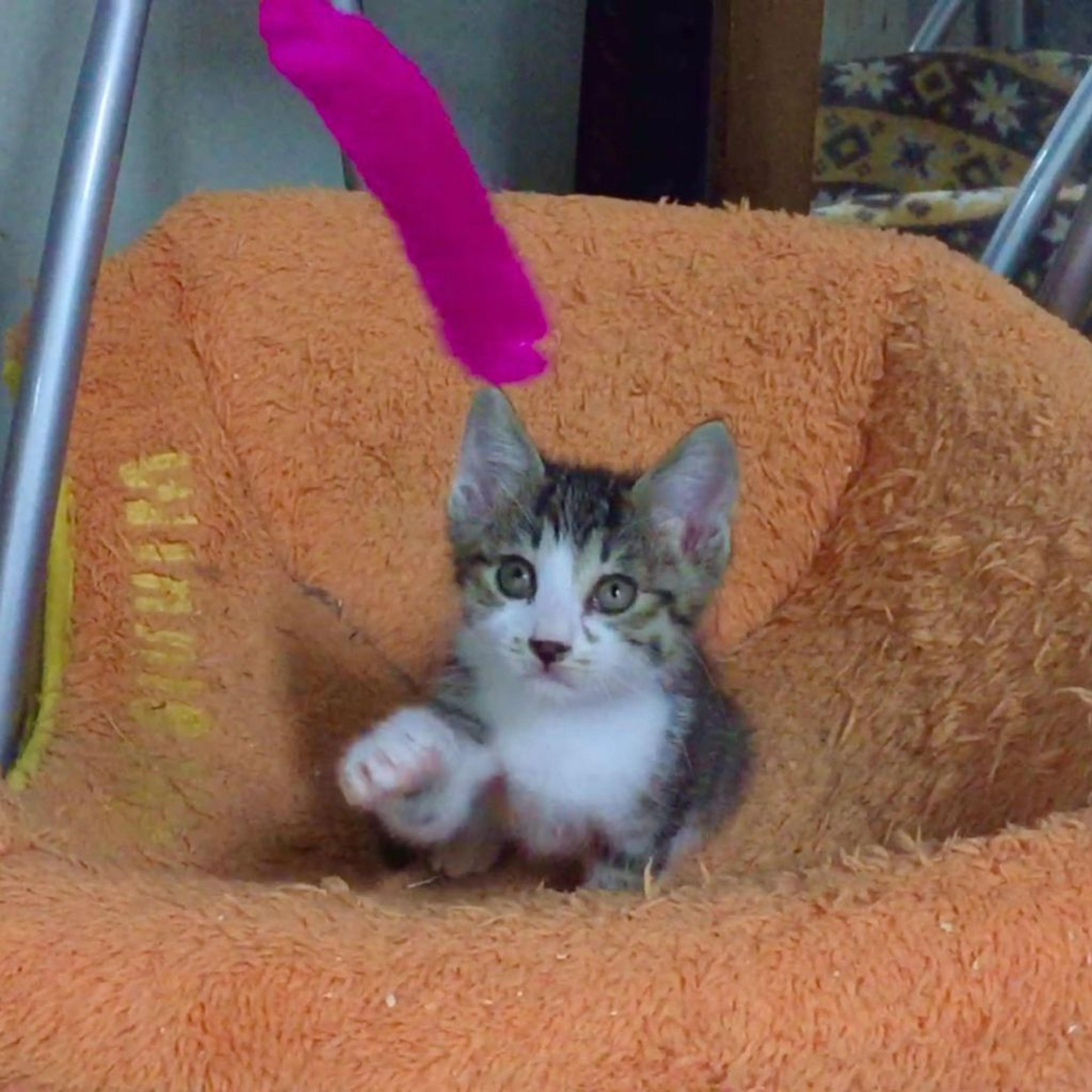 pet-image-3