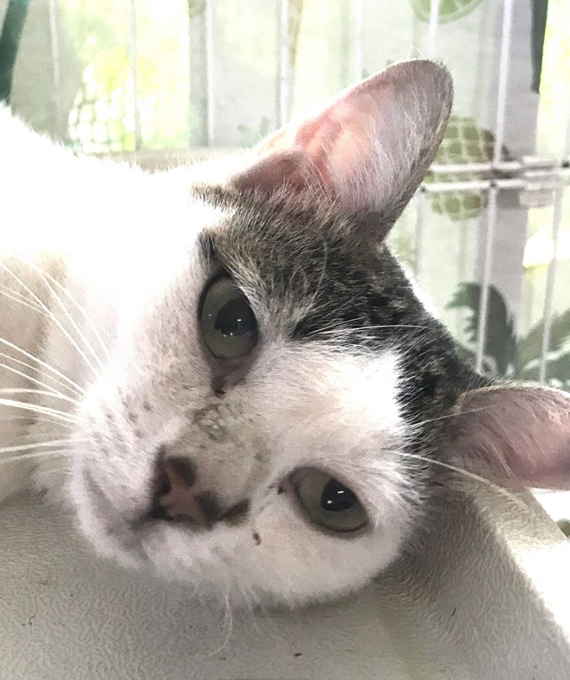 雑種（ミックス猫）・オスの里親募集の写真