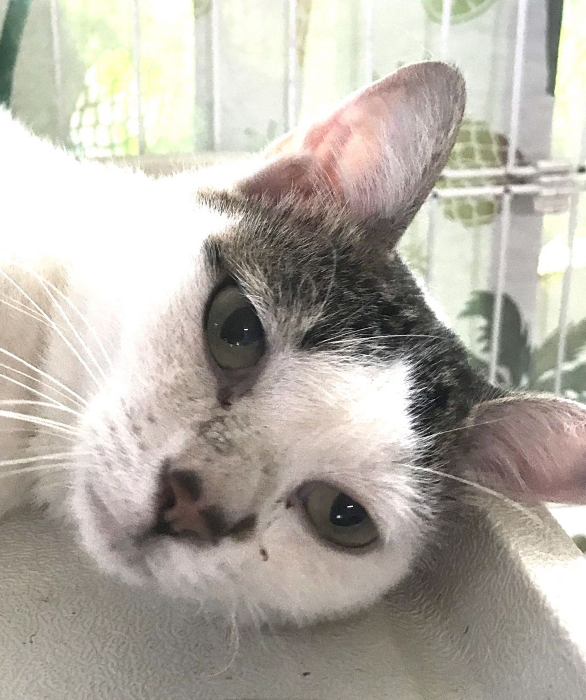 雑種（ミックス猫）・オスの里親募集の写真
