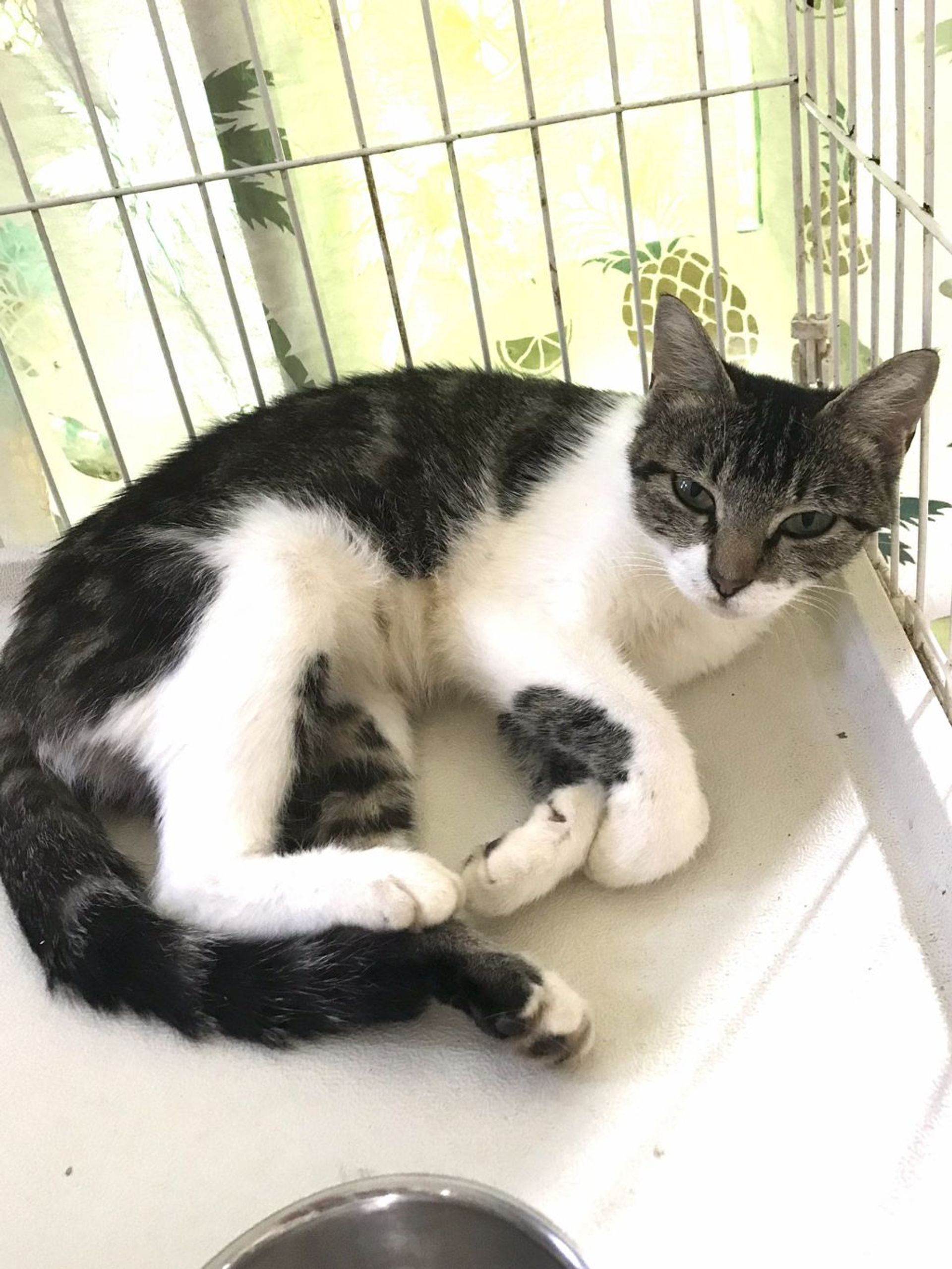 雑種（ミックス猫）・メスの里親募集の写真