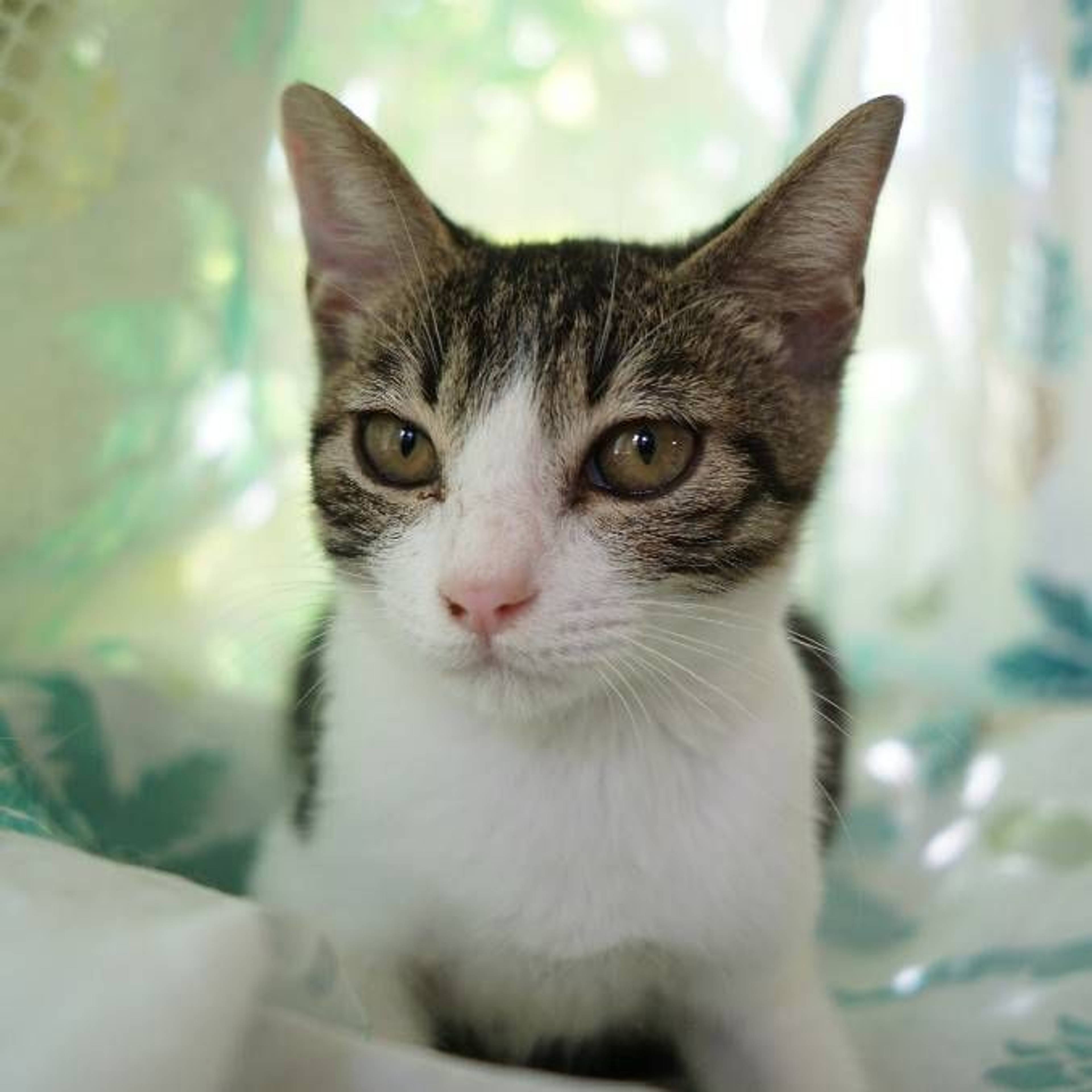 雑種（ミックス猫）・メスの里親募集の写真