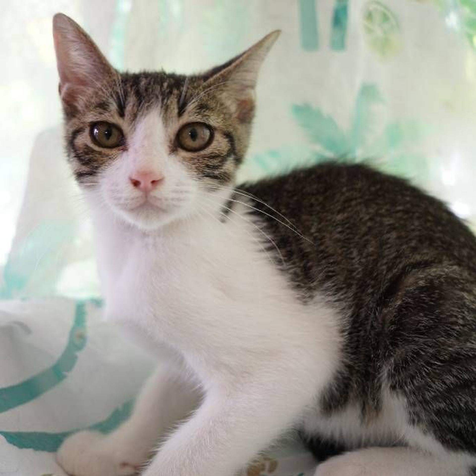 pet-image-3