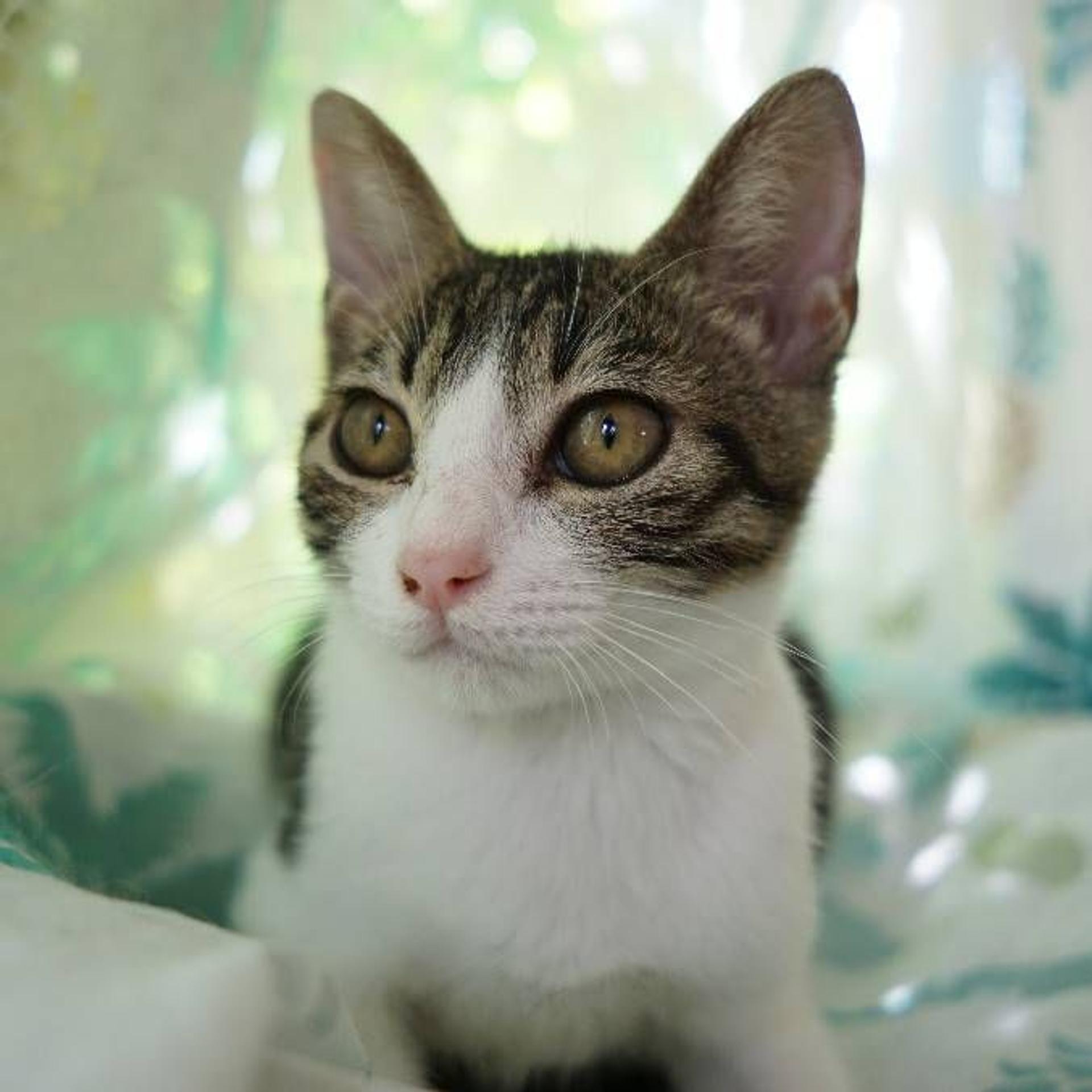 pet-image-4