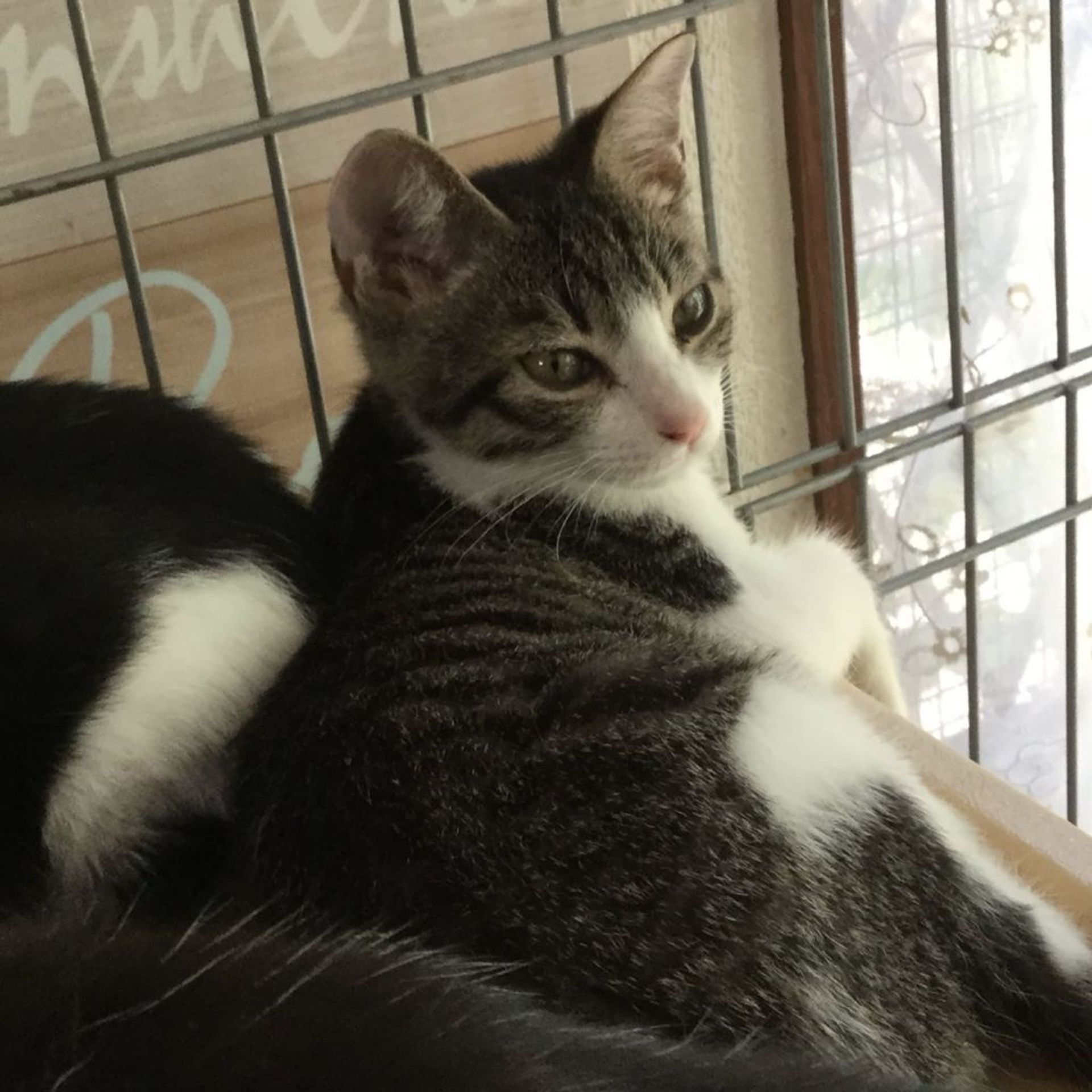 雑種（ミックス猫）・メスの里親募集の写真