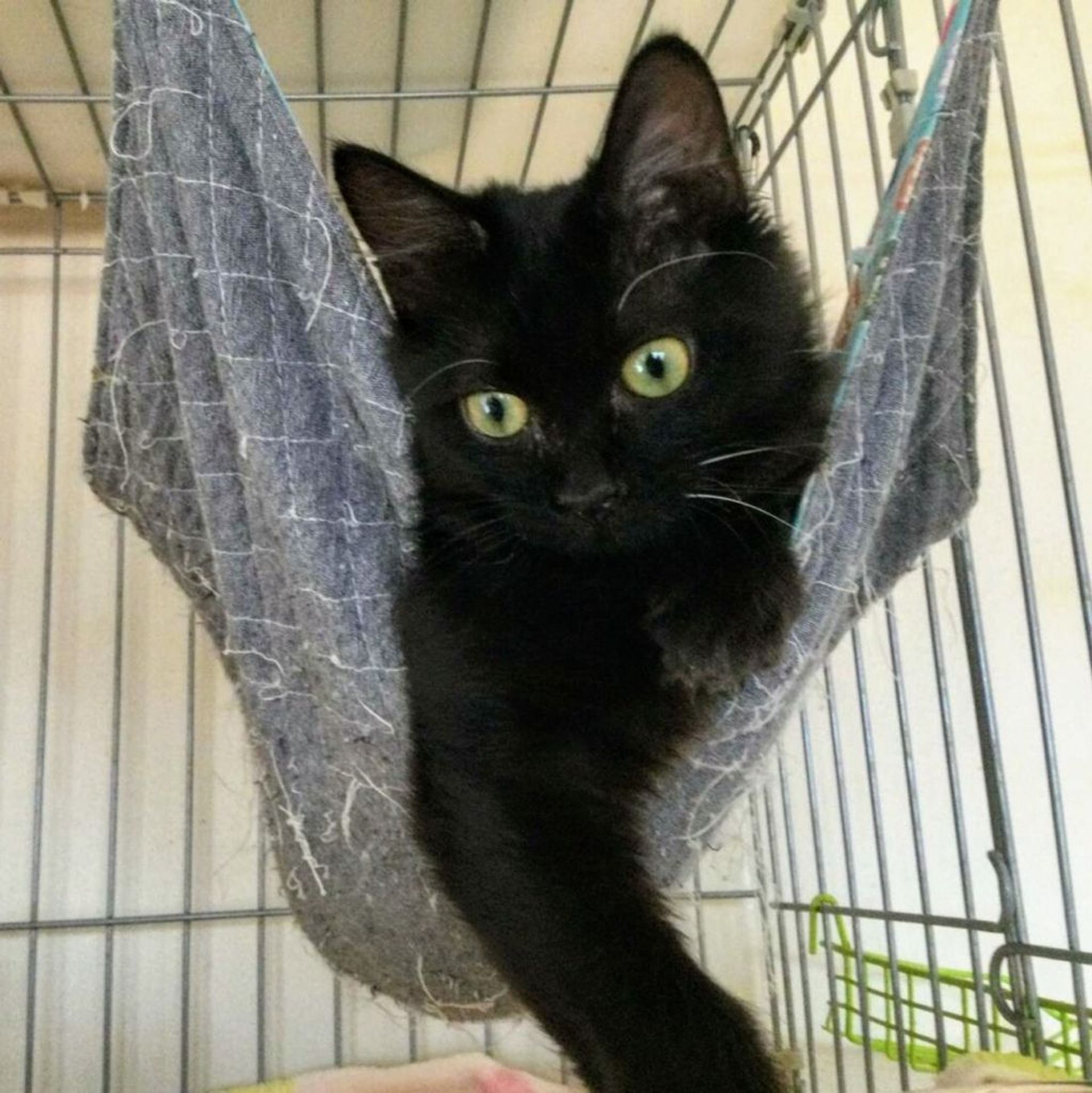 雑種（ミックス猫）・メスの里親募集の写真