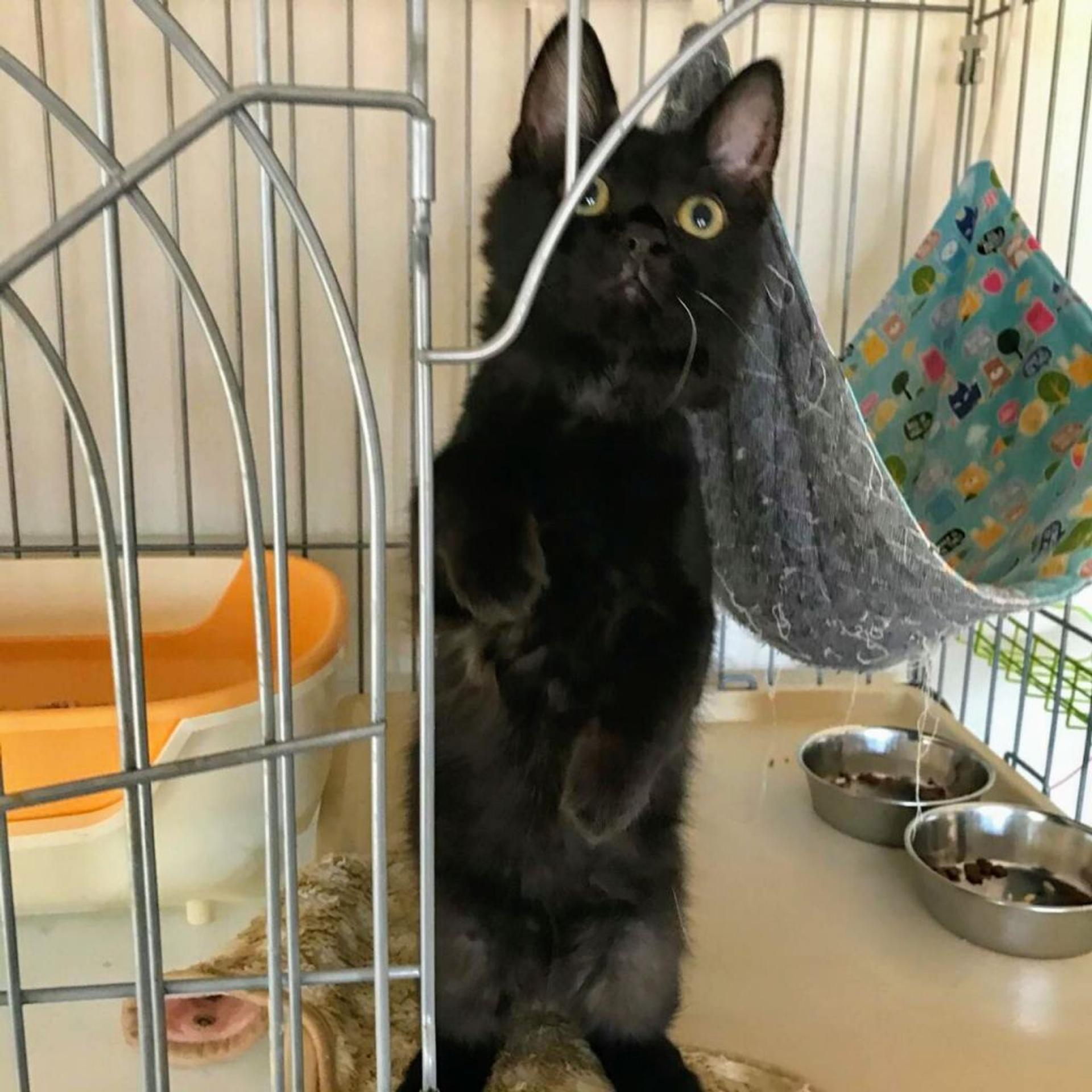 pet-image-2