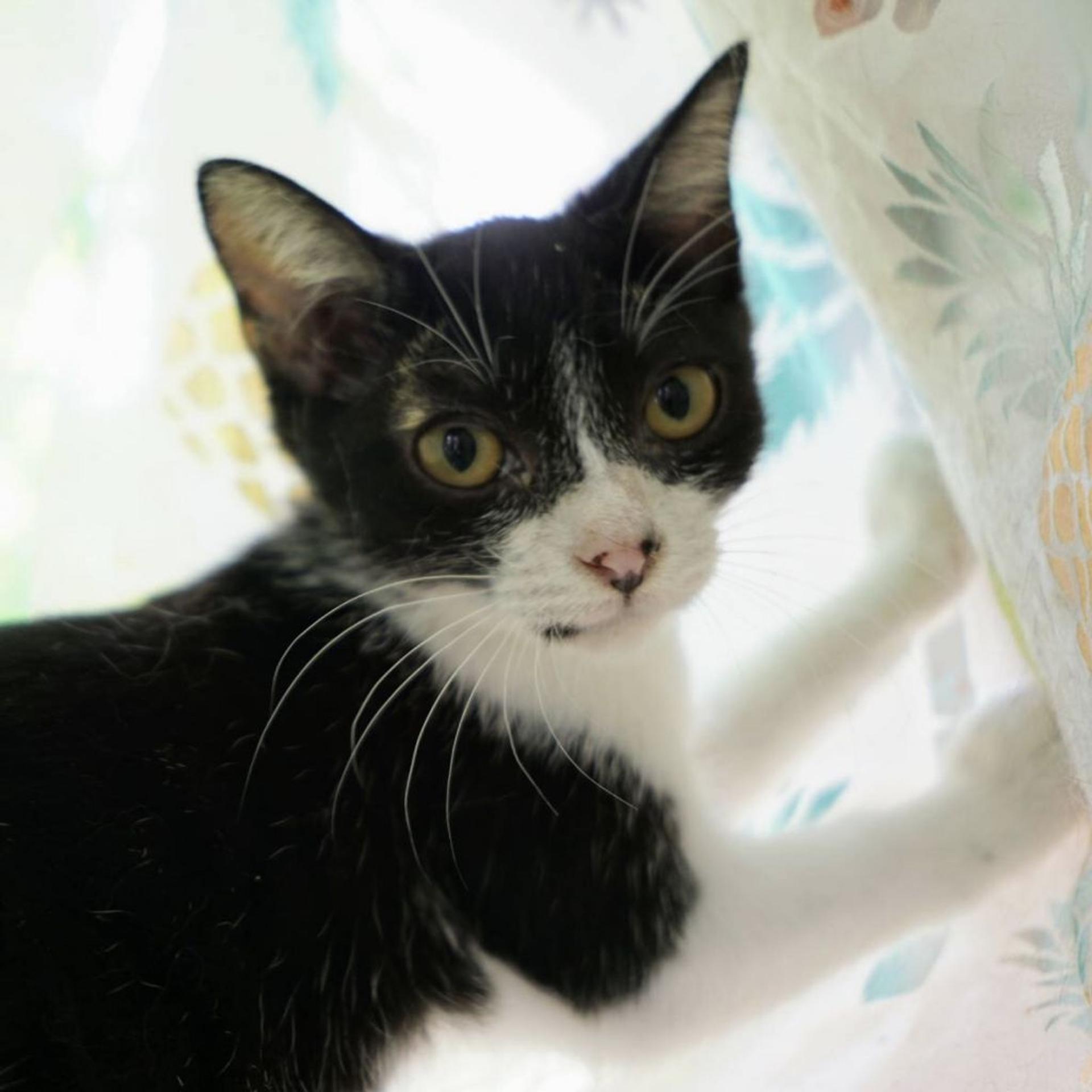 pet-image-4