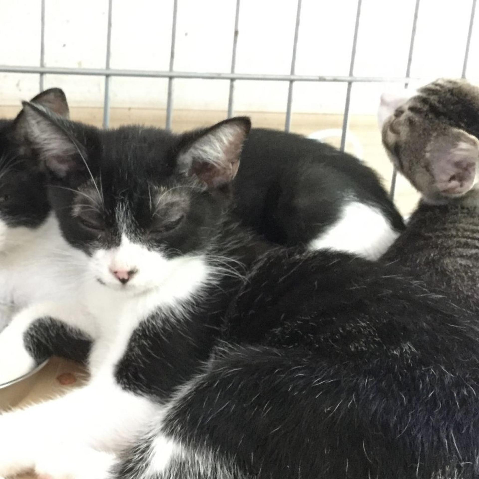 pet-image-2