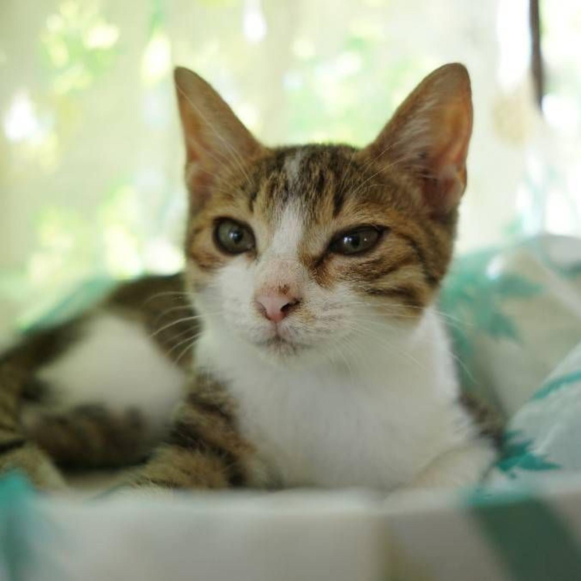 pet-image-3
