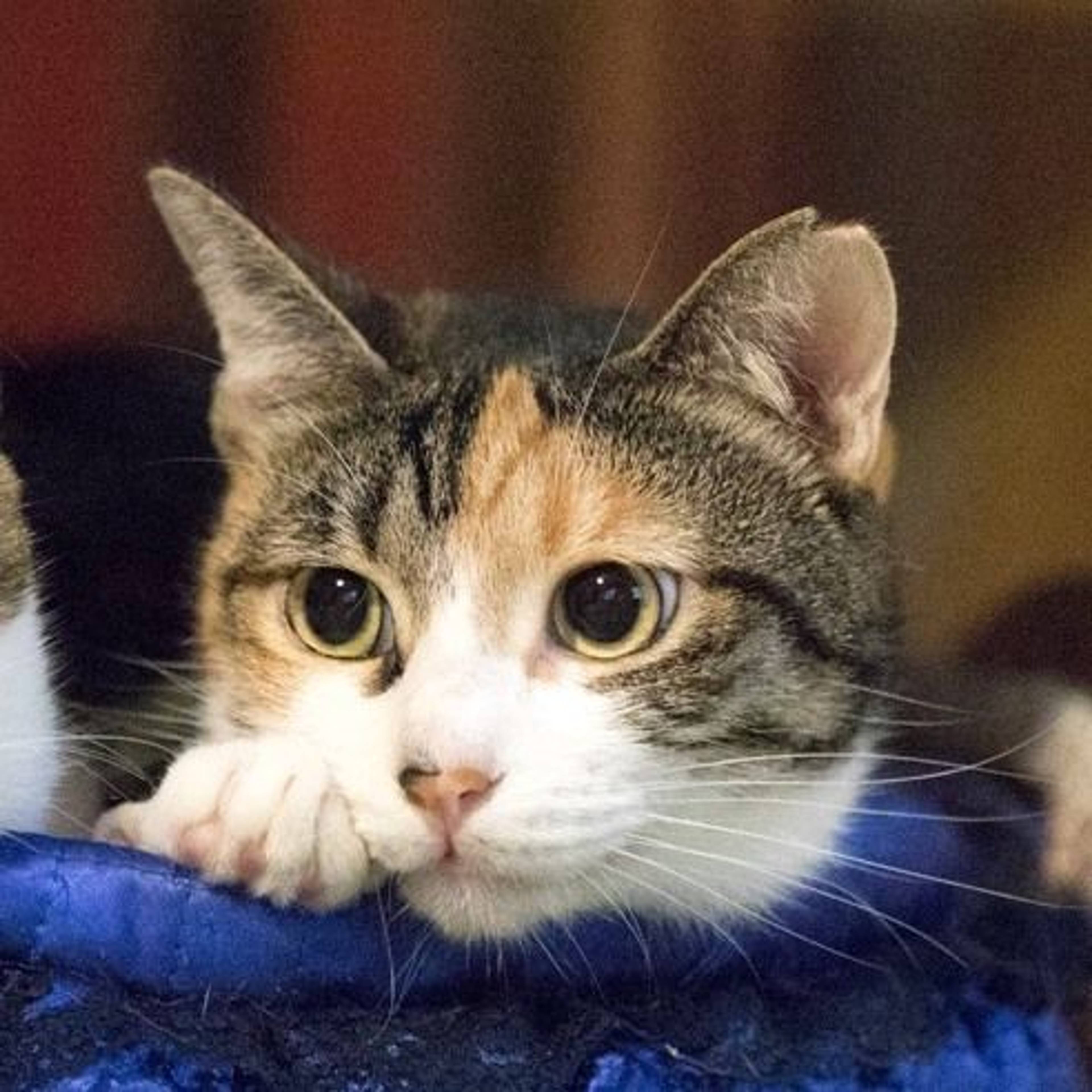 雑種（ミックス猫）・メスの里親募集の写真