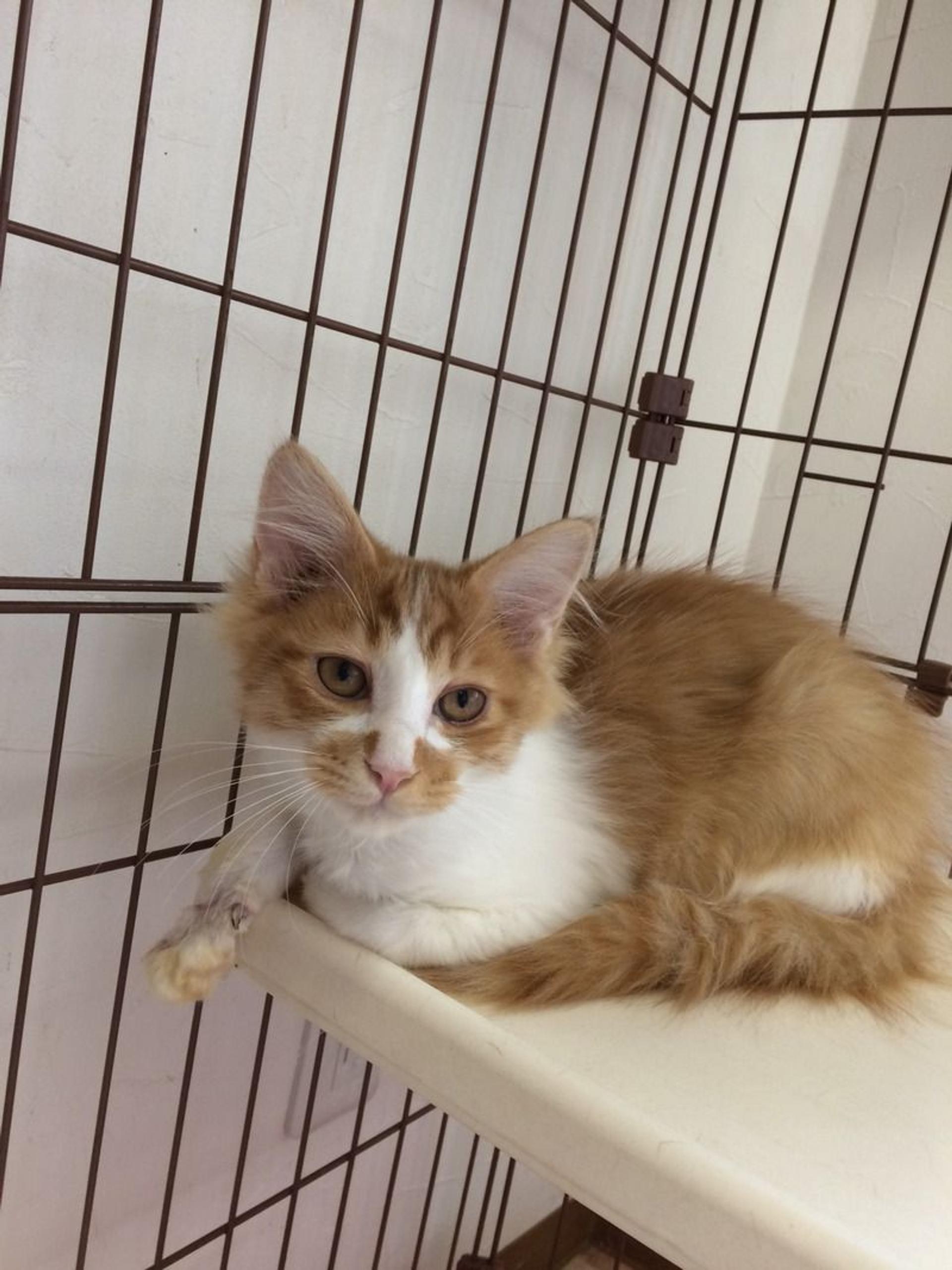 pet-image-2