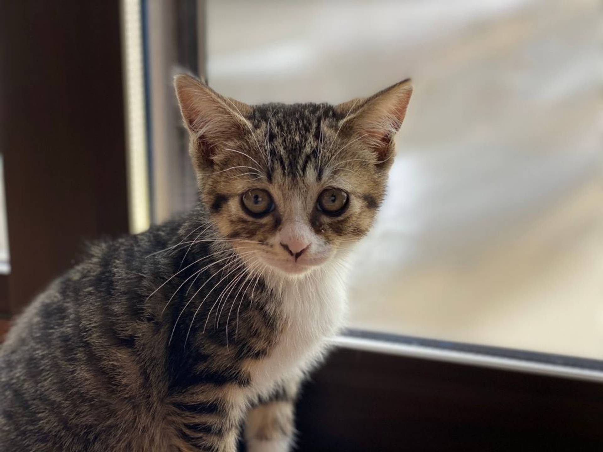 雑種（ミックス猫）・メスの里親募集の写真