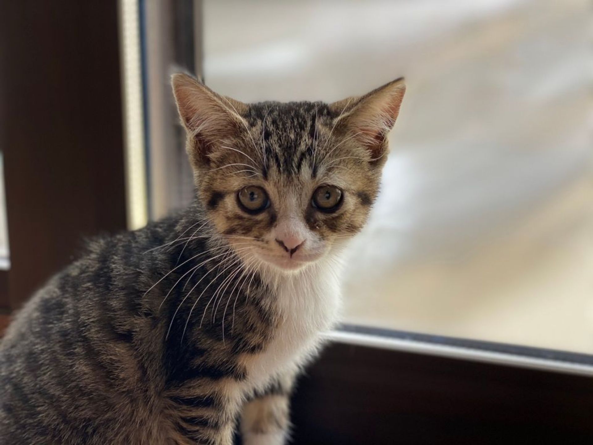 雑種（ミックス猫）・メスの里親募集の写真