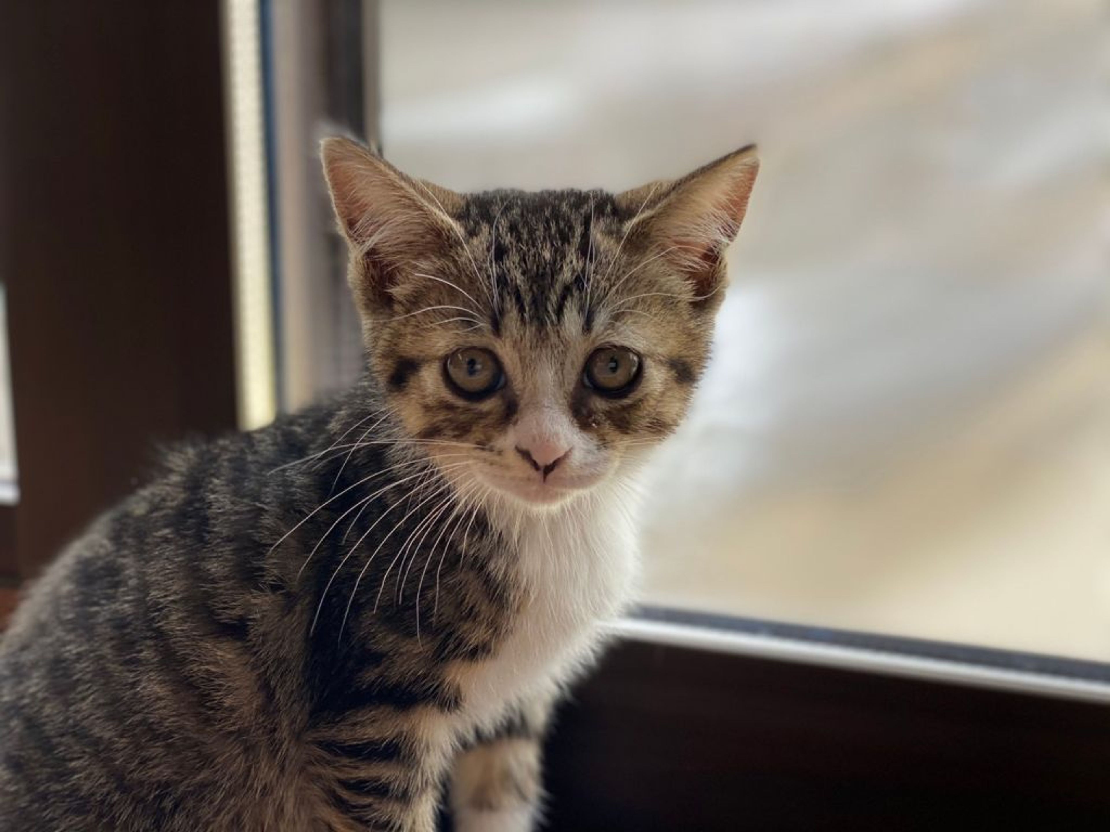 雑種（ミックス猫）・メスの里親募集の写真