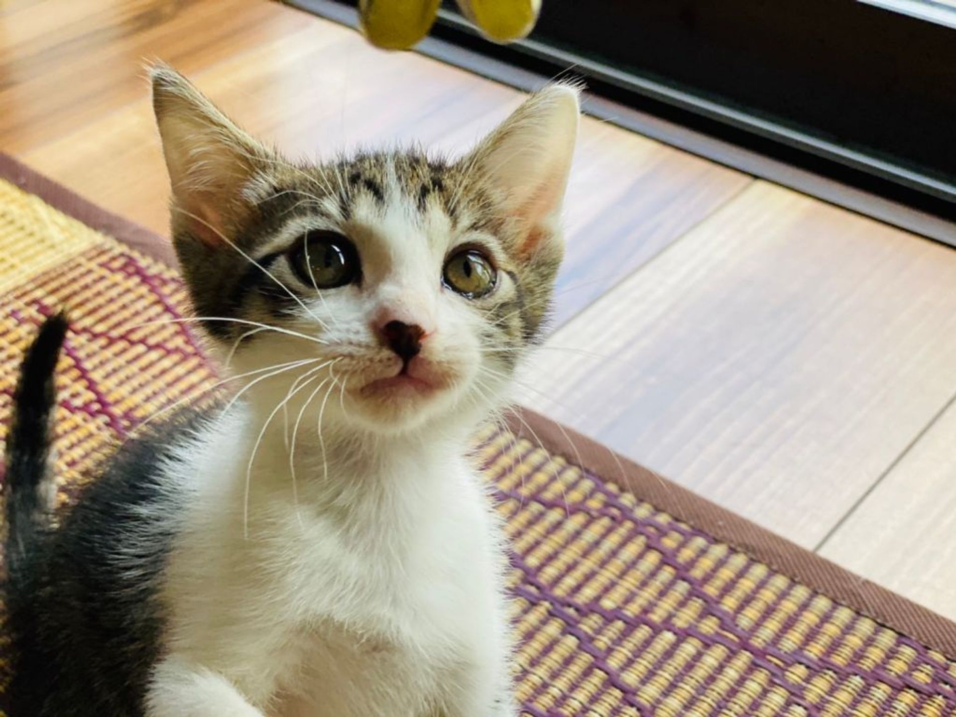 雑種（ミックス猫）・メスの里親募集の写真