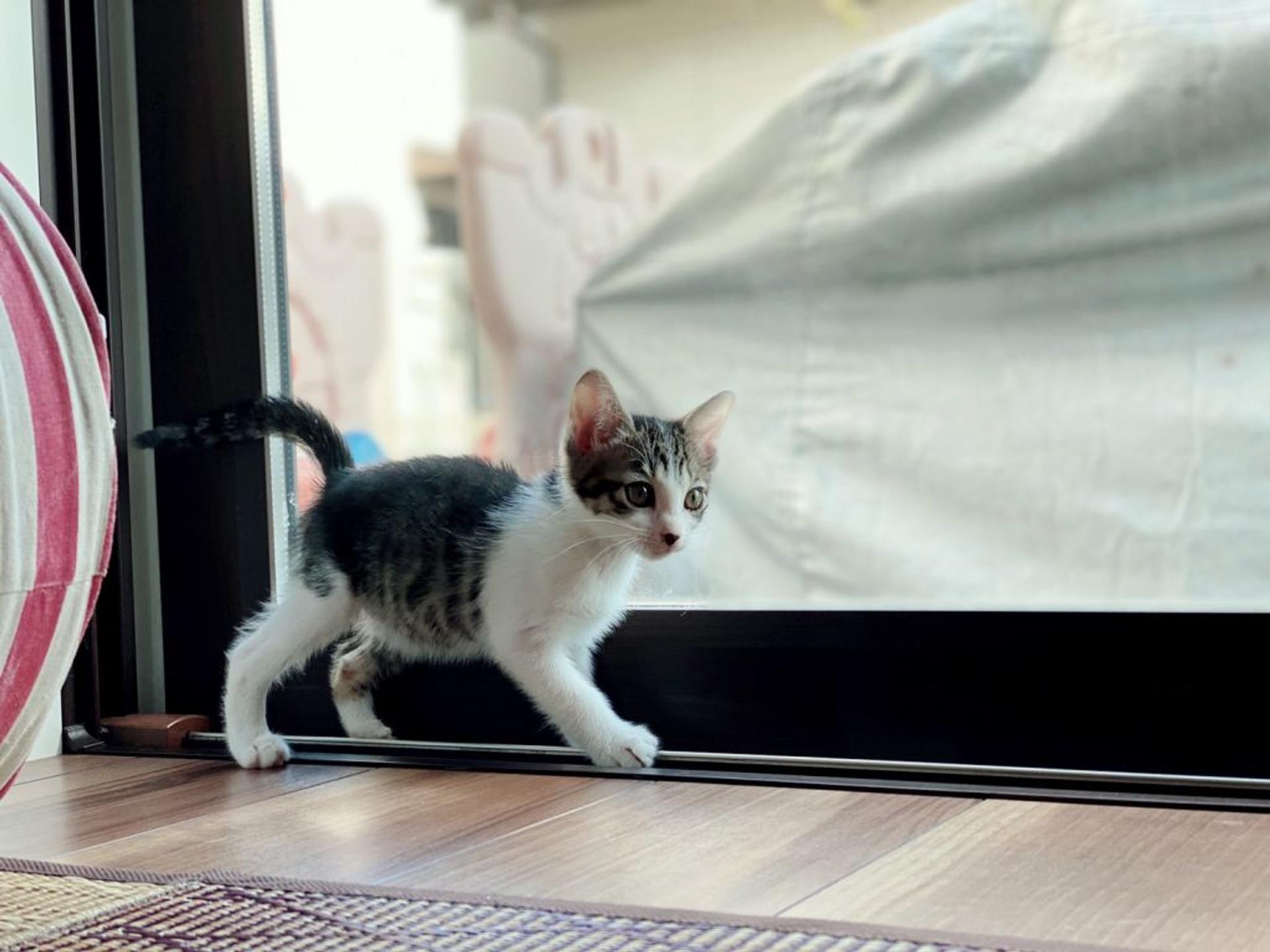 pet-image-3