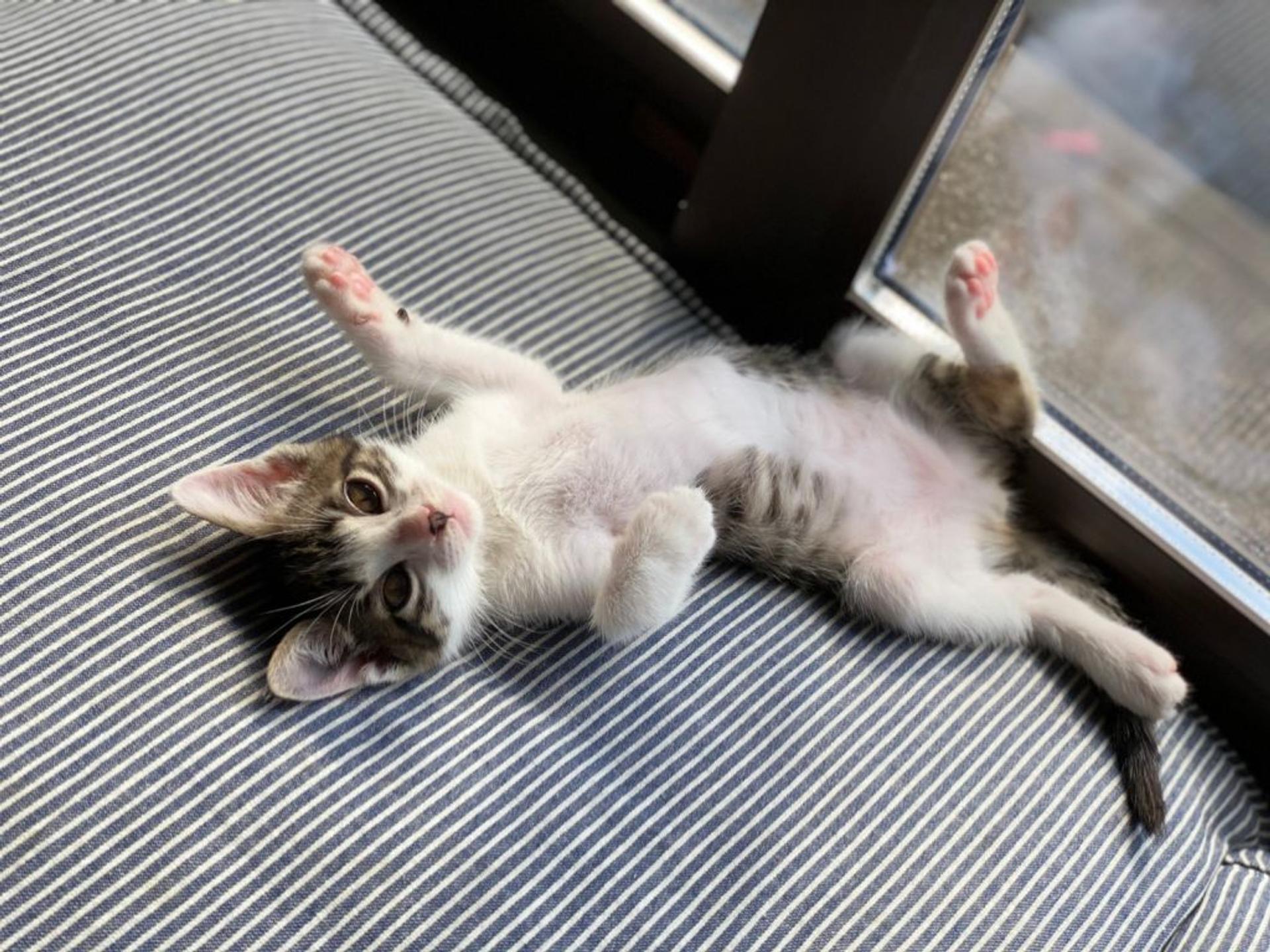 pet-image-5