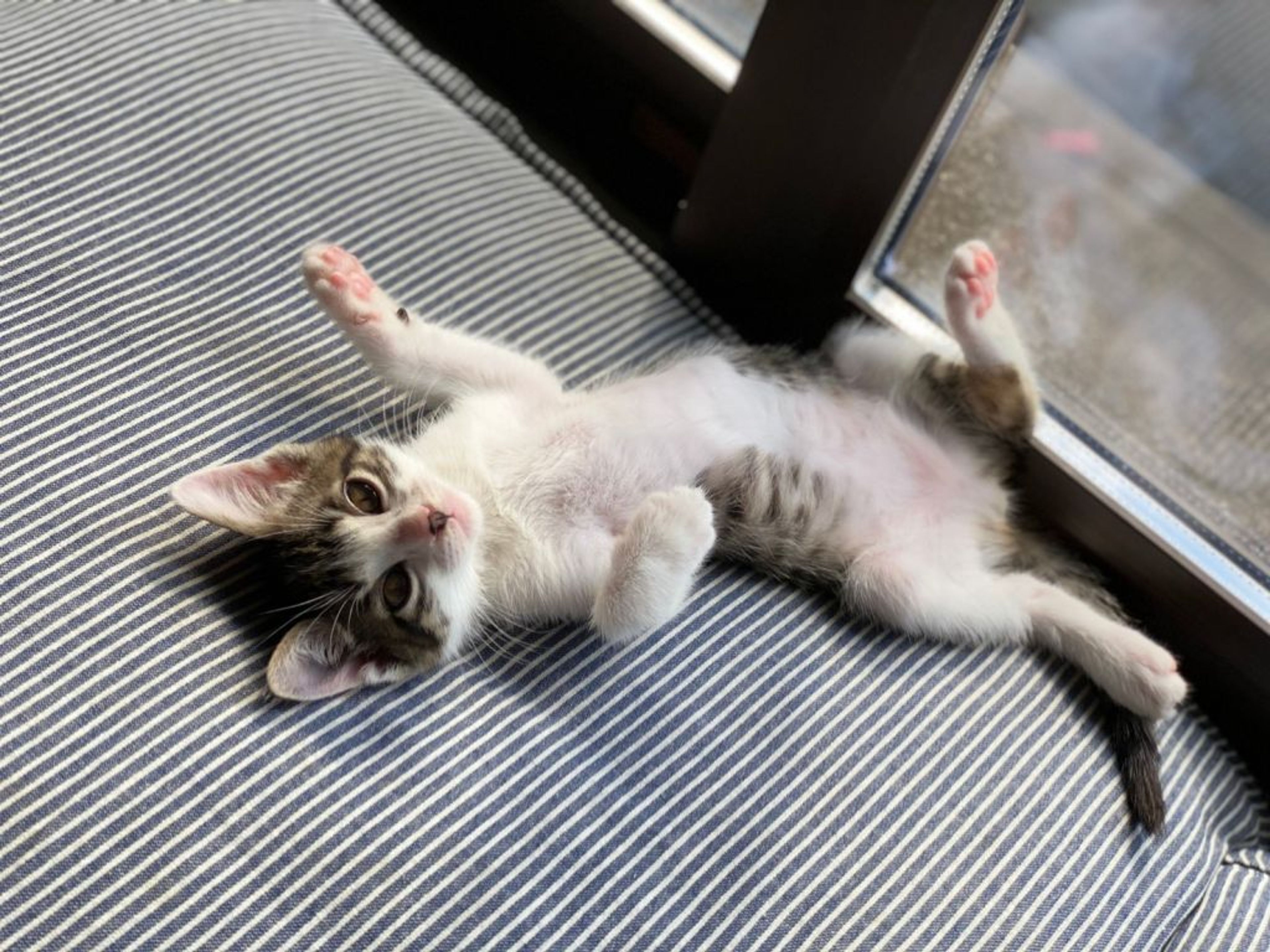 pet-image-5