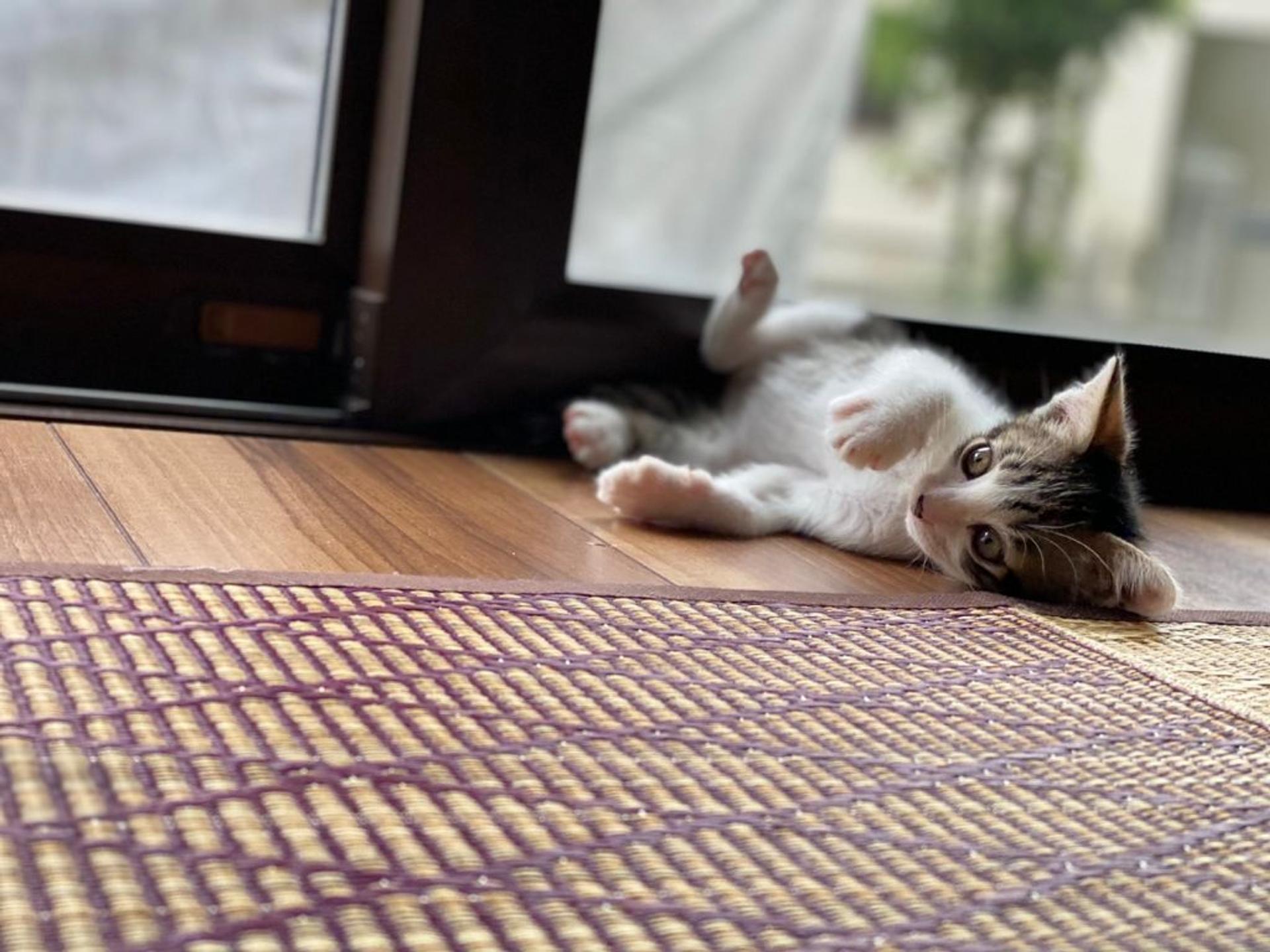 pet-image-6