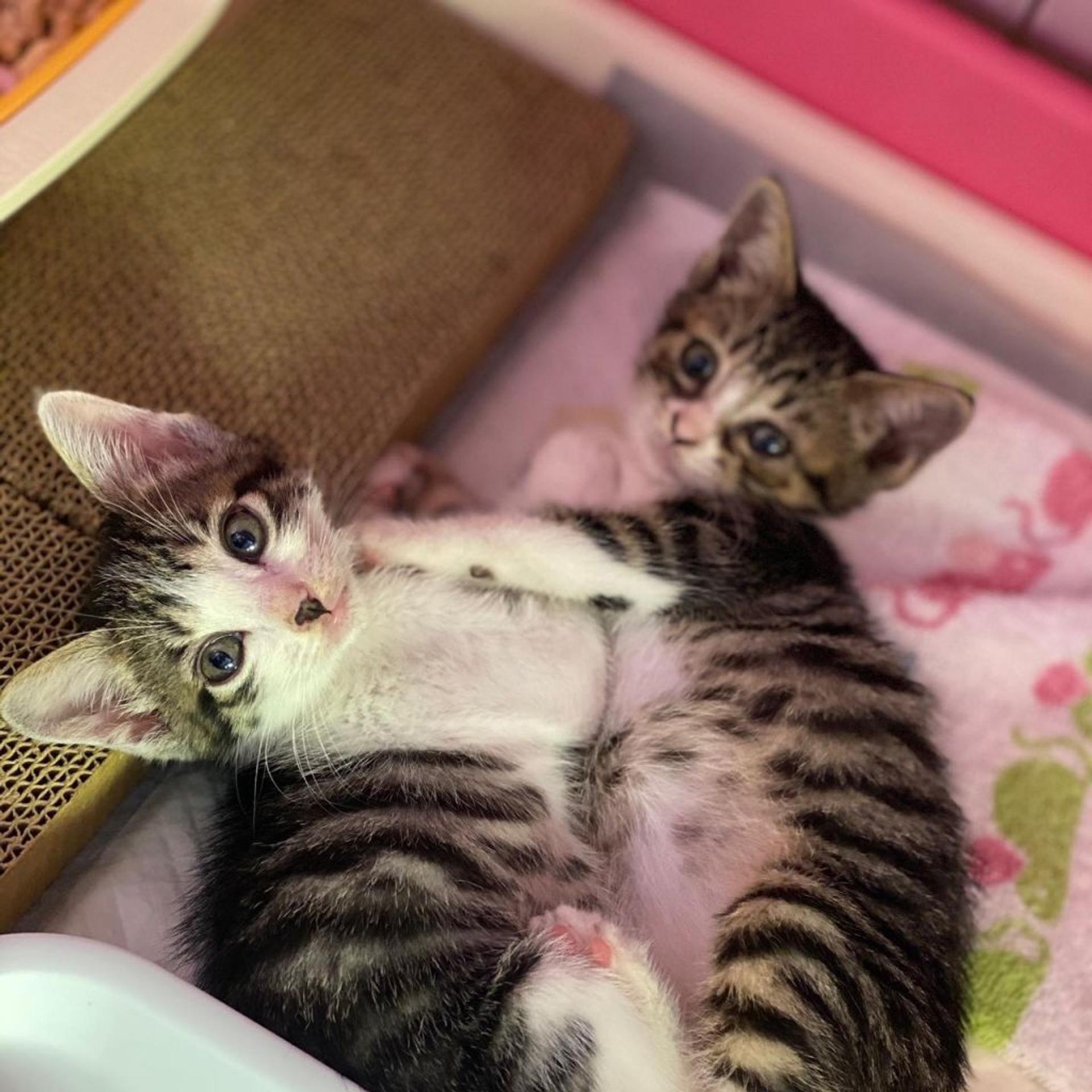 pet-image-8