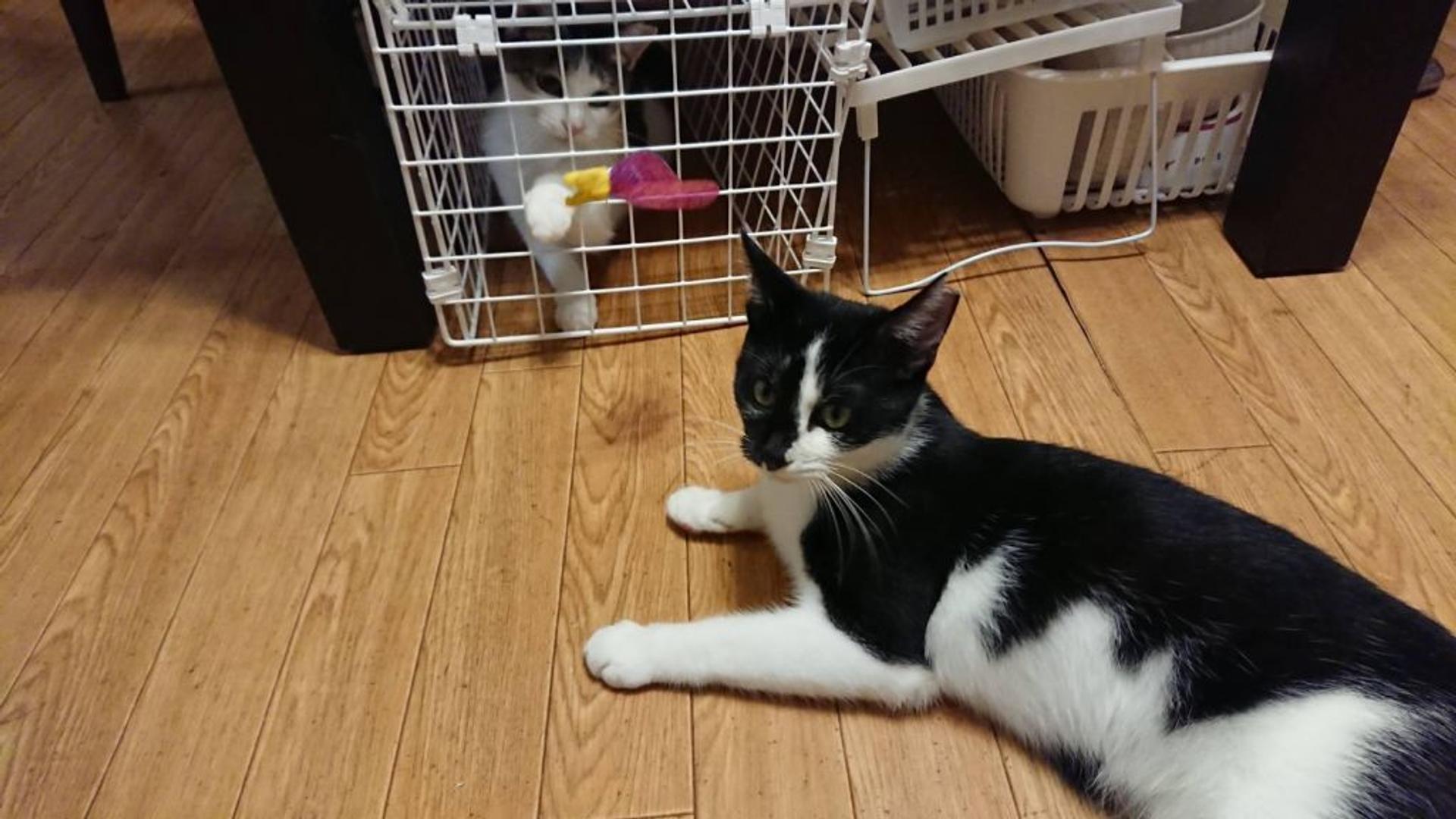 pet-image-2