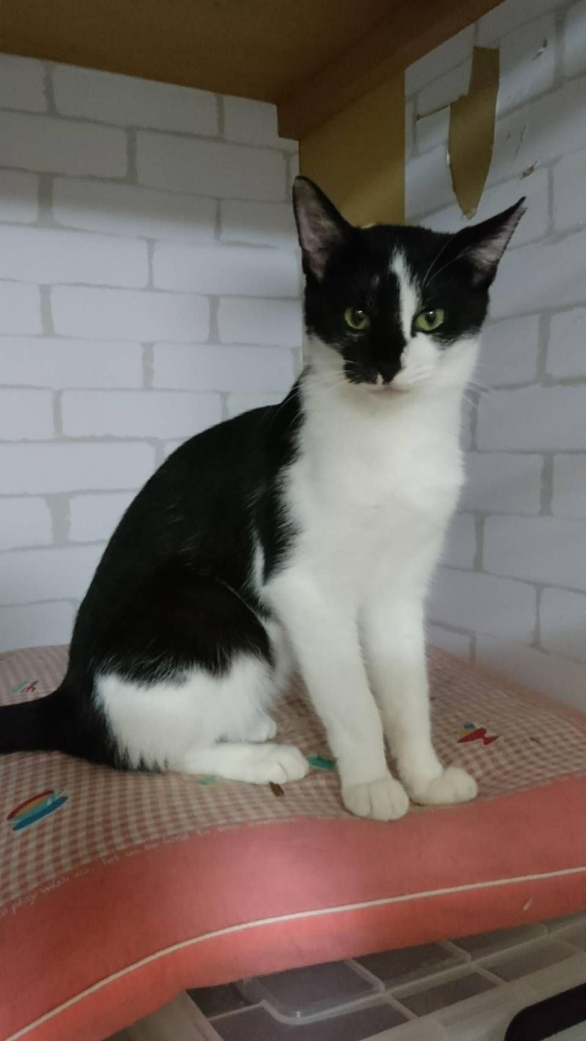 pet-image-3