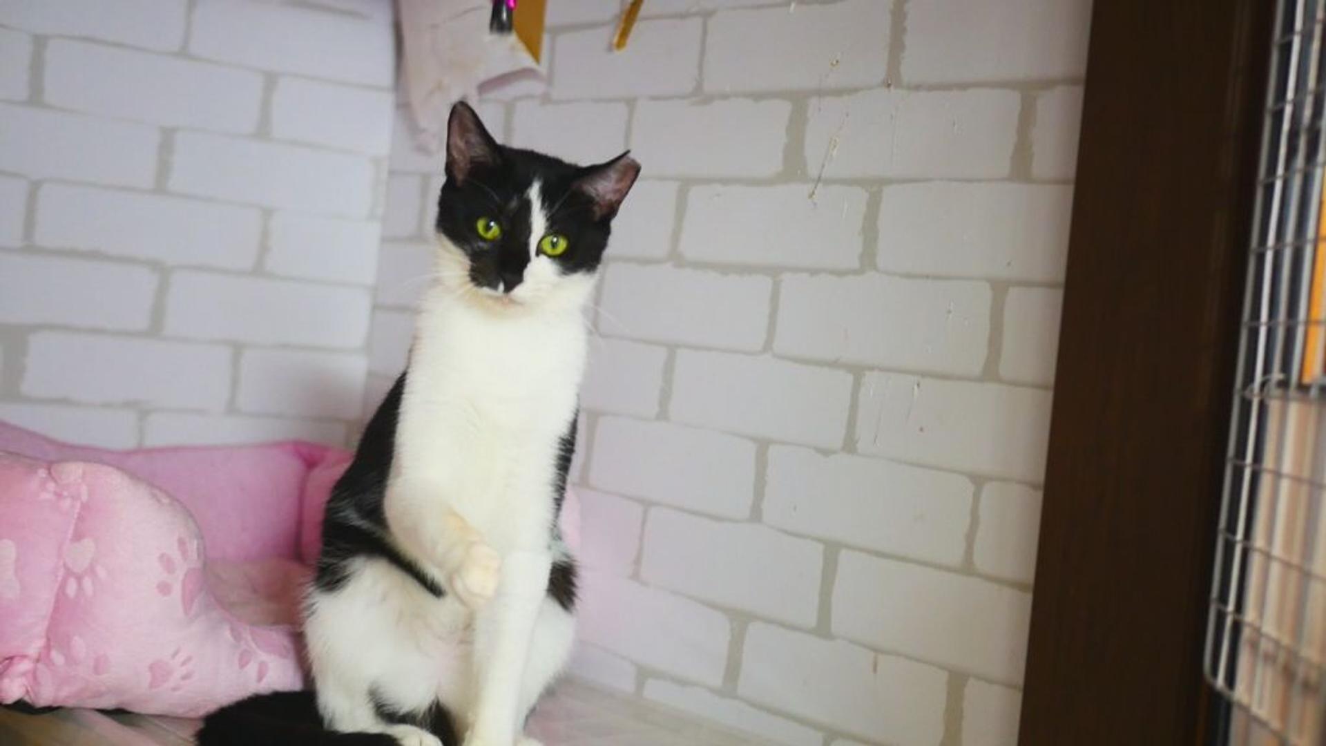 pet-image-5