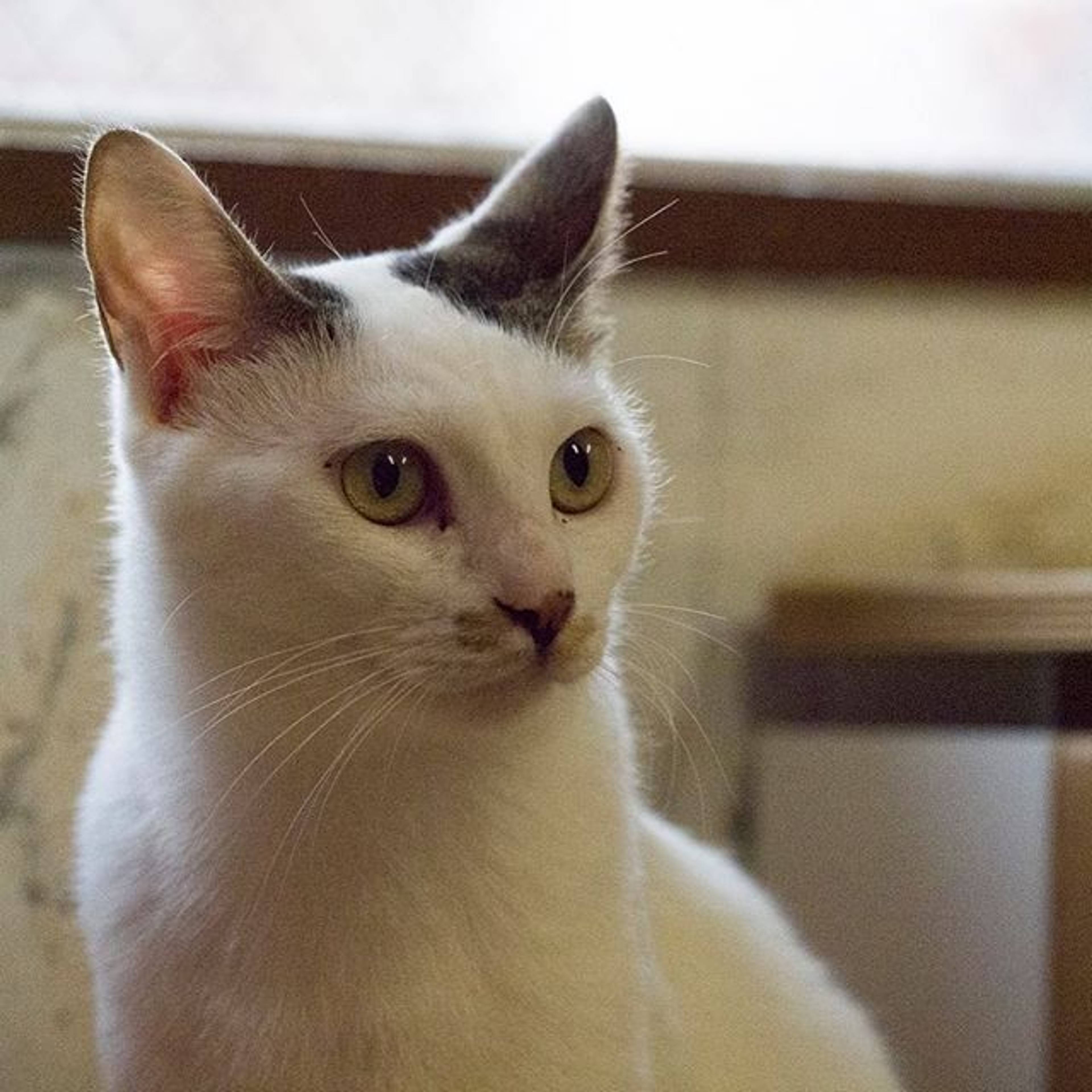 雑種（ミックス猫）・オスの里親募集の写真