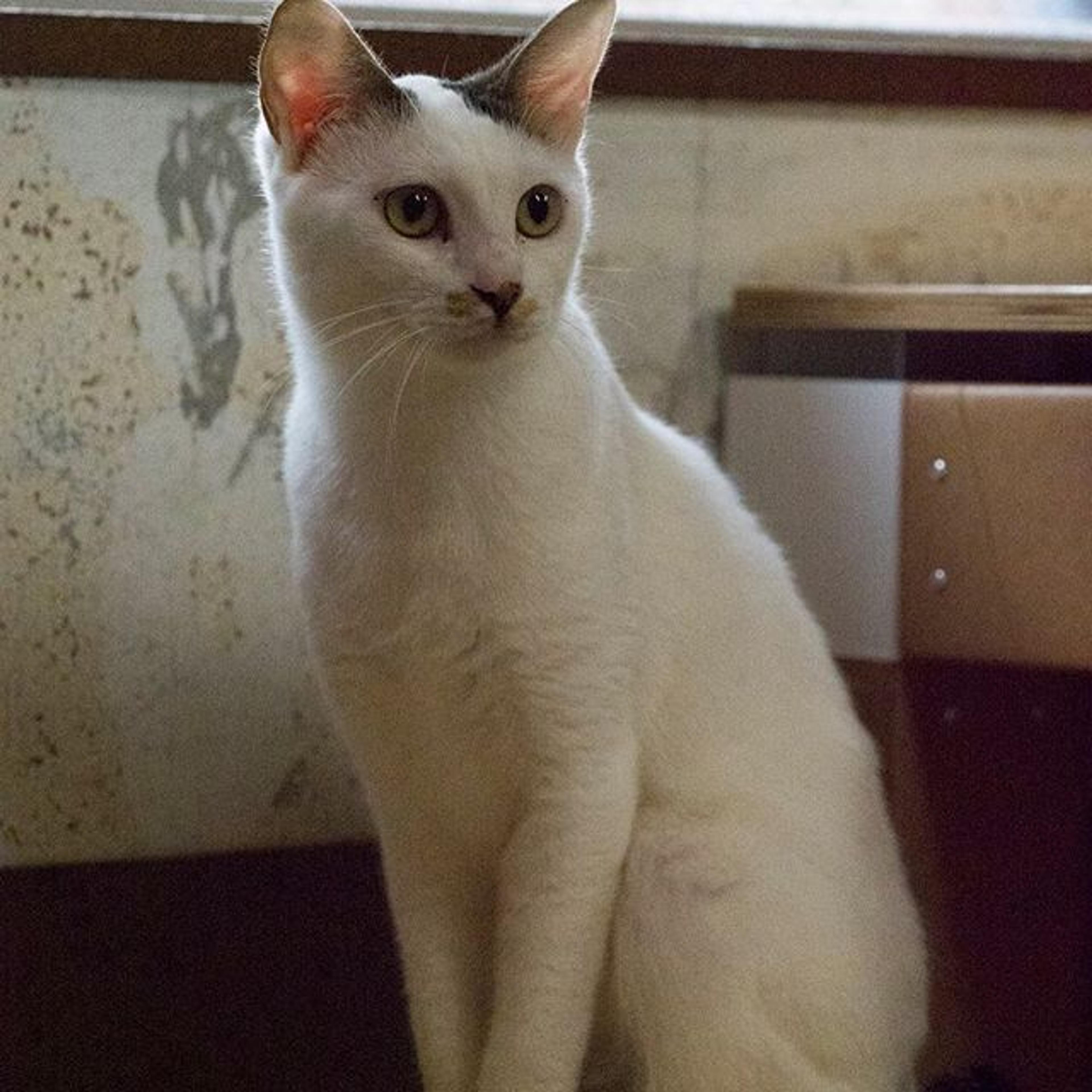 pet-image-2