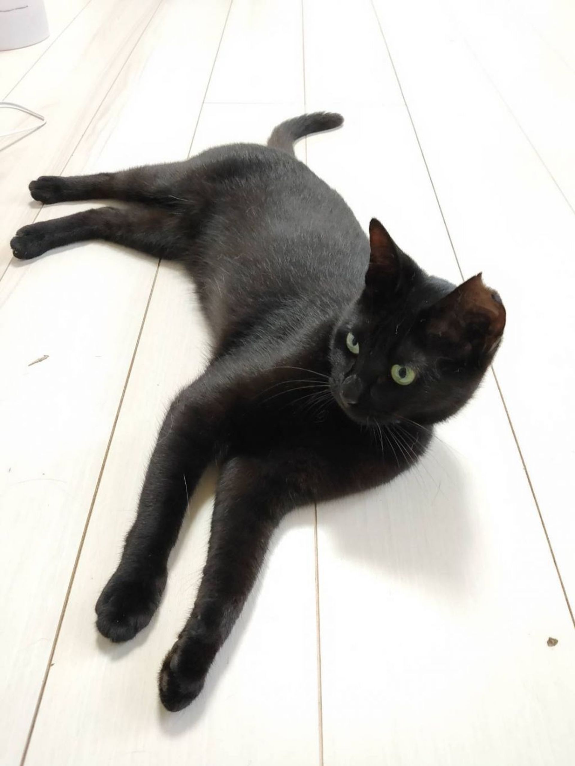 雑種（ミックス猫）・オスの里親募集の写真