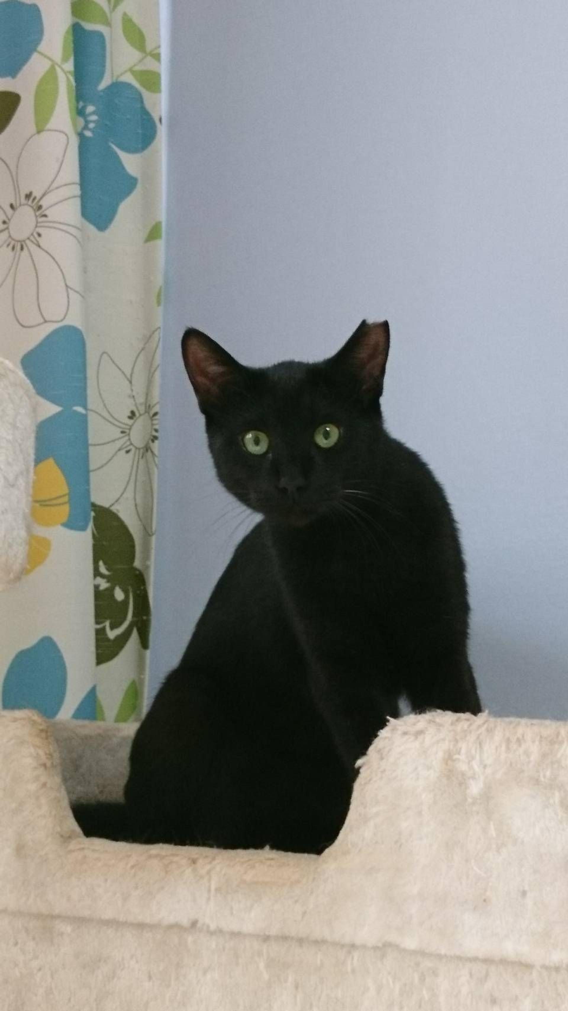 pet-image-2